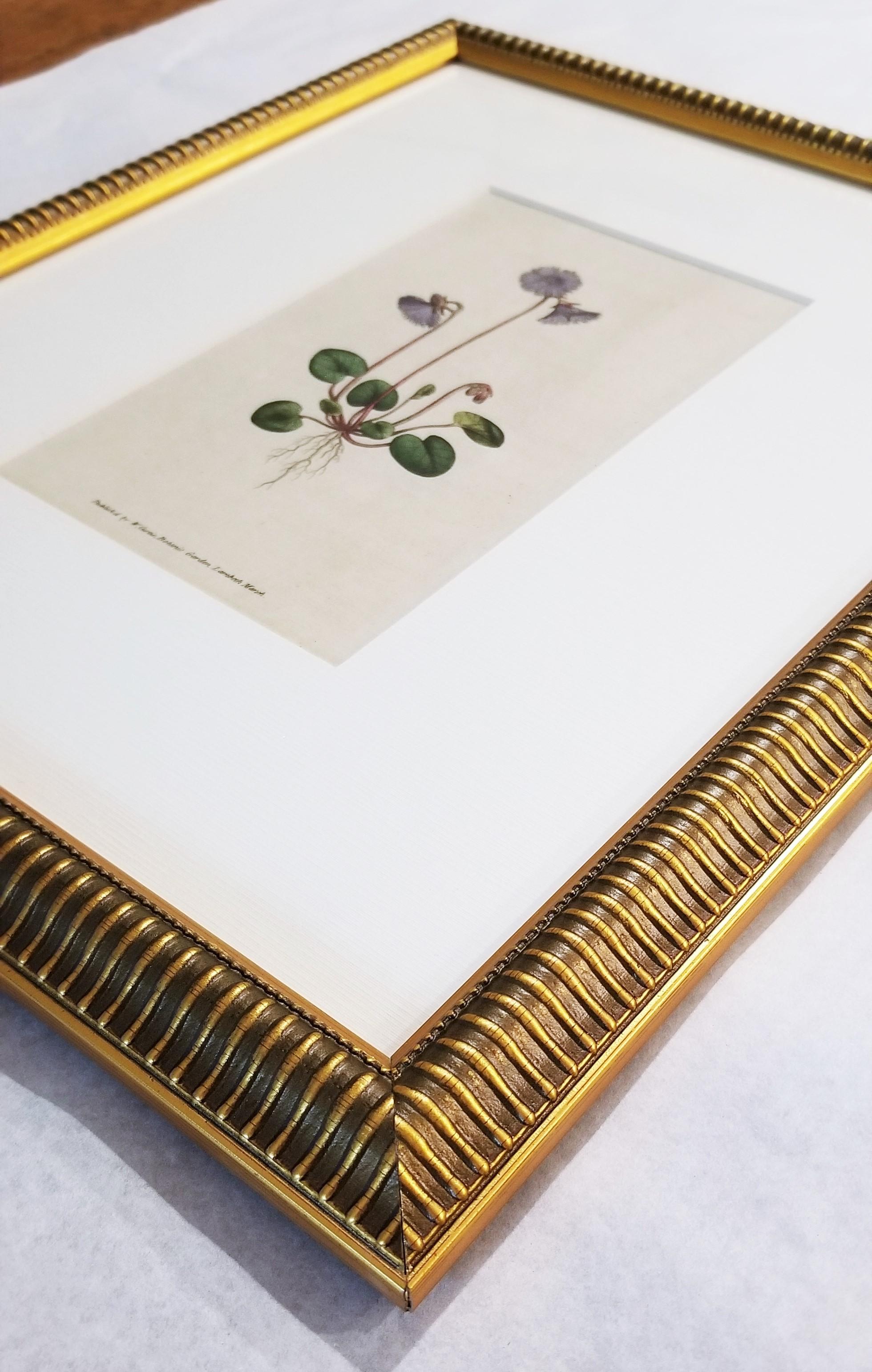 Soldanella Alpina Soldanella /// Stampa botanica inglese con incisione di fiori in vendita 10