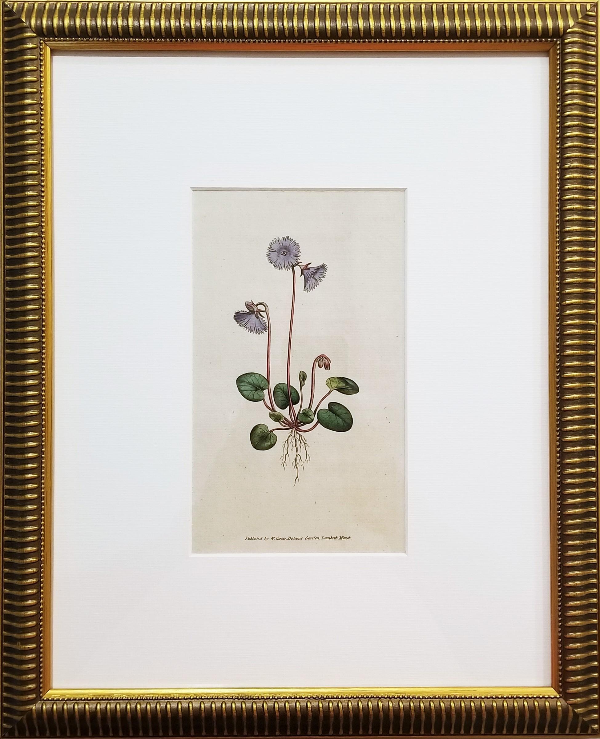 Soldanella Alpina Soldanella /// Stampa botanica inglese con incisione di fiori - Print di William Curtis