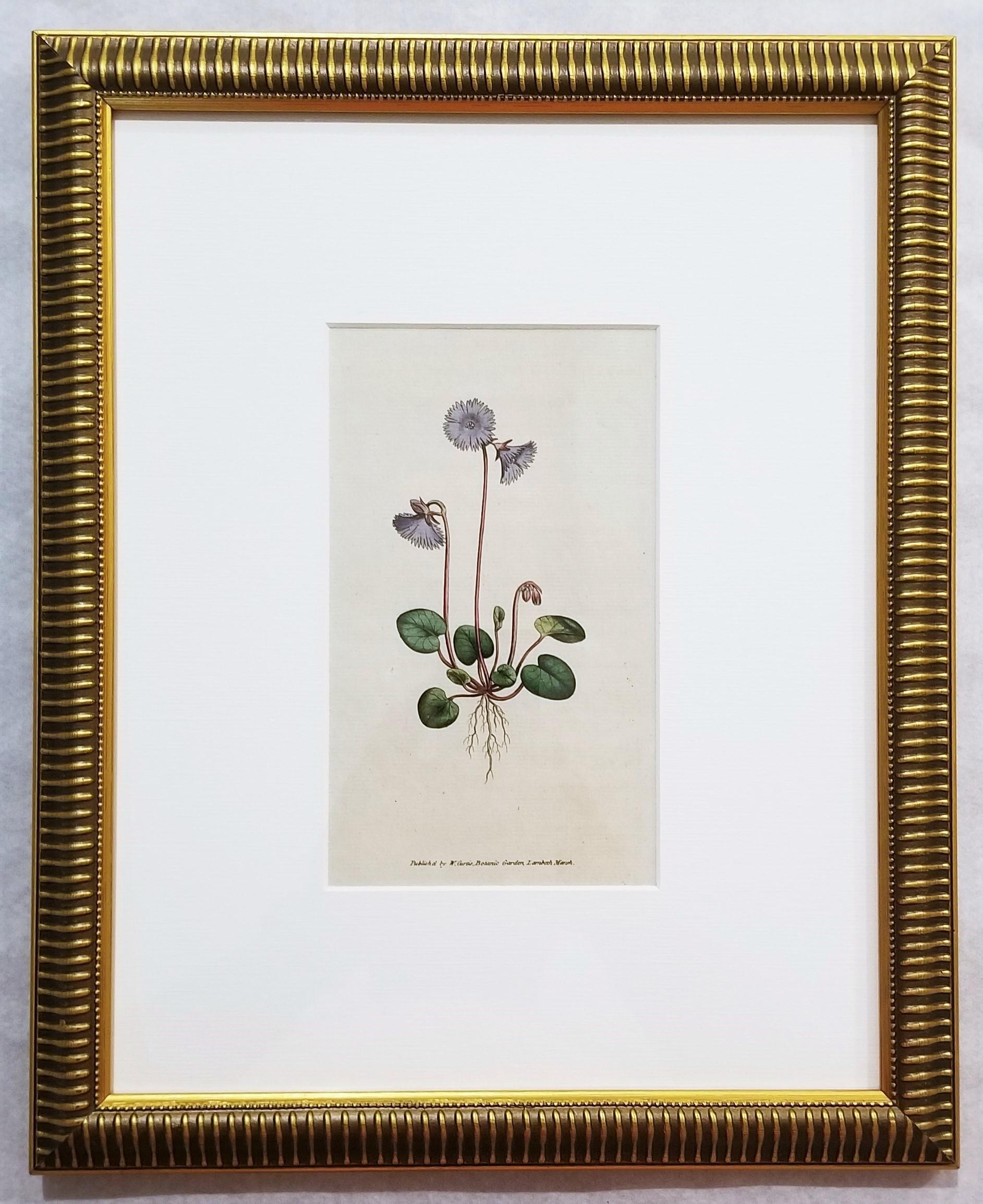 Soldanella Alpina Soldanella /// Stampa botanica inglese con incisione di fiori - Print Vittoriano di William Curtis