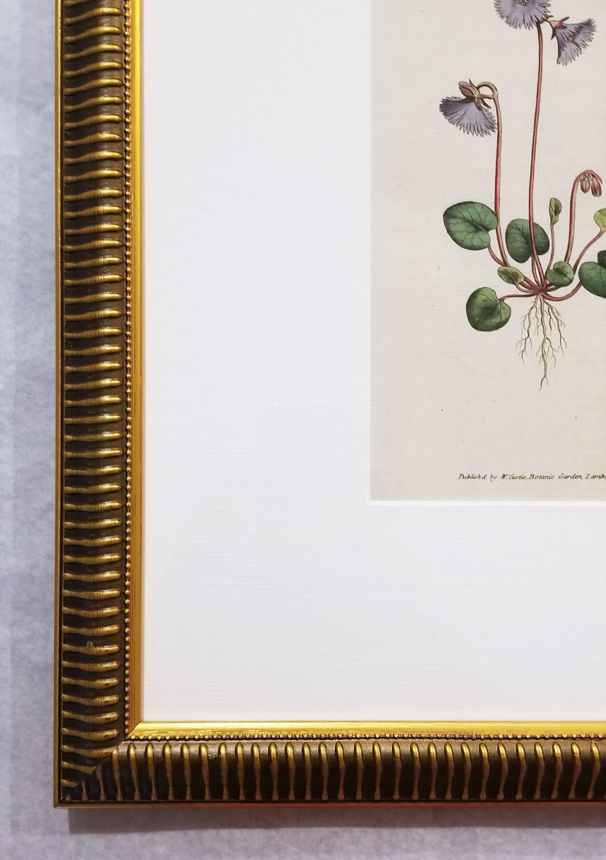 Soldanella Alpina Soldanella /// Stampa botanica inglese con incisione di fiori - Still-Life Print Grigio di William Curtis