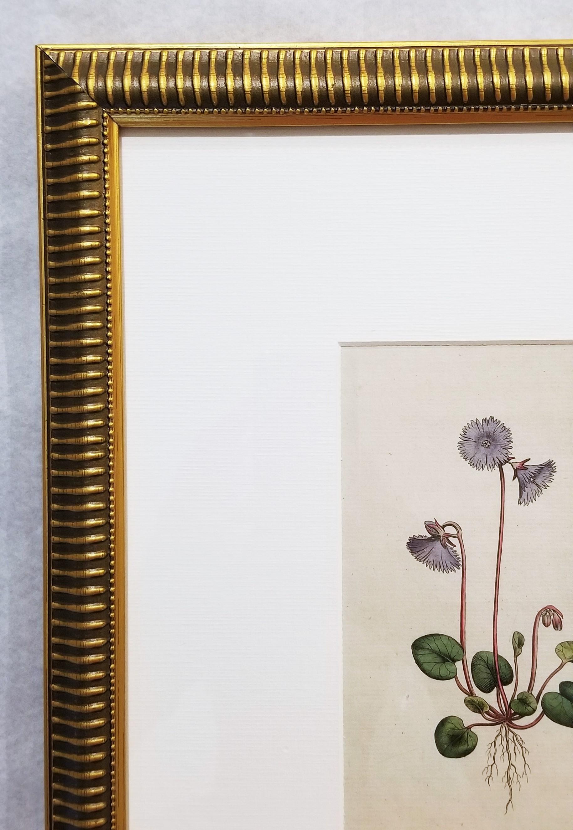 Artista: William Curtis (inglese, 1746-1799)
Titolo: 