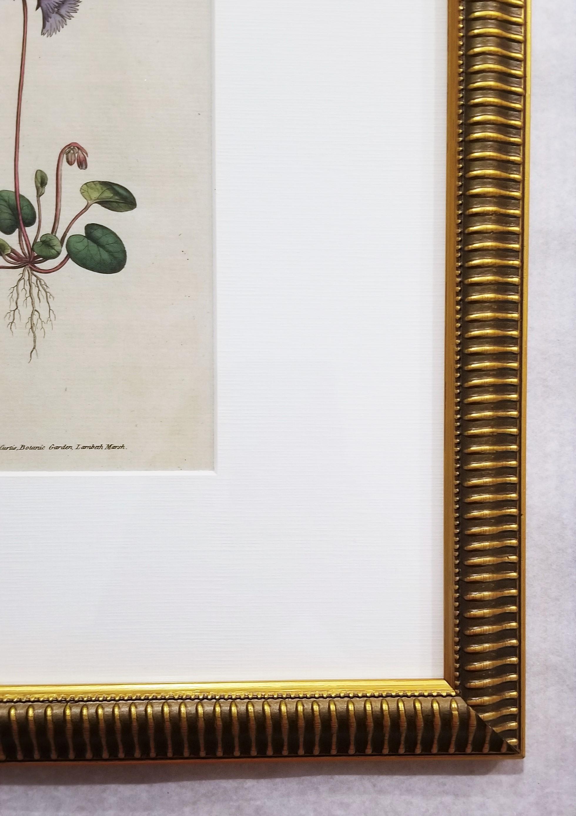 Soldanella Alpina Soldanella /// Stampa botanica inglese con incisione di fiori in vendita 2