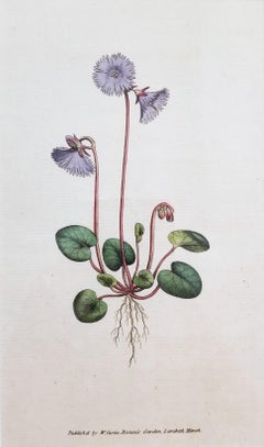 Soldanella Alpina Soldanella /// Stampa botanica inglese con incisione di fiori