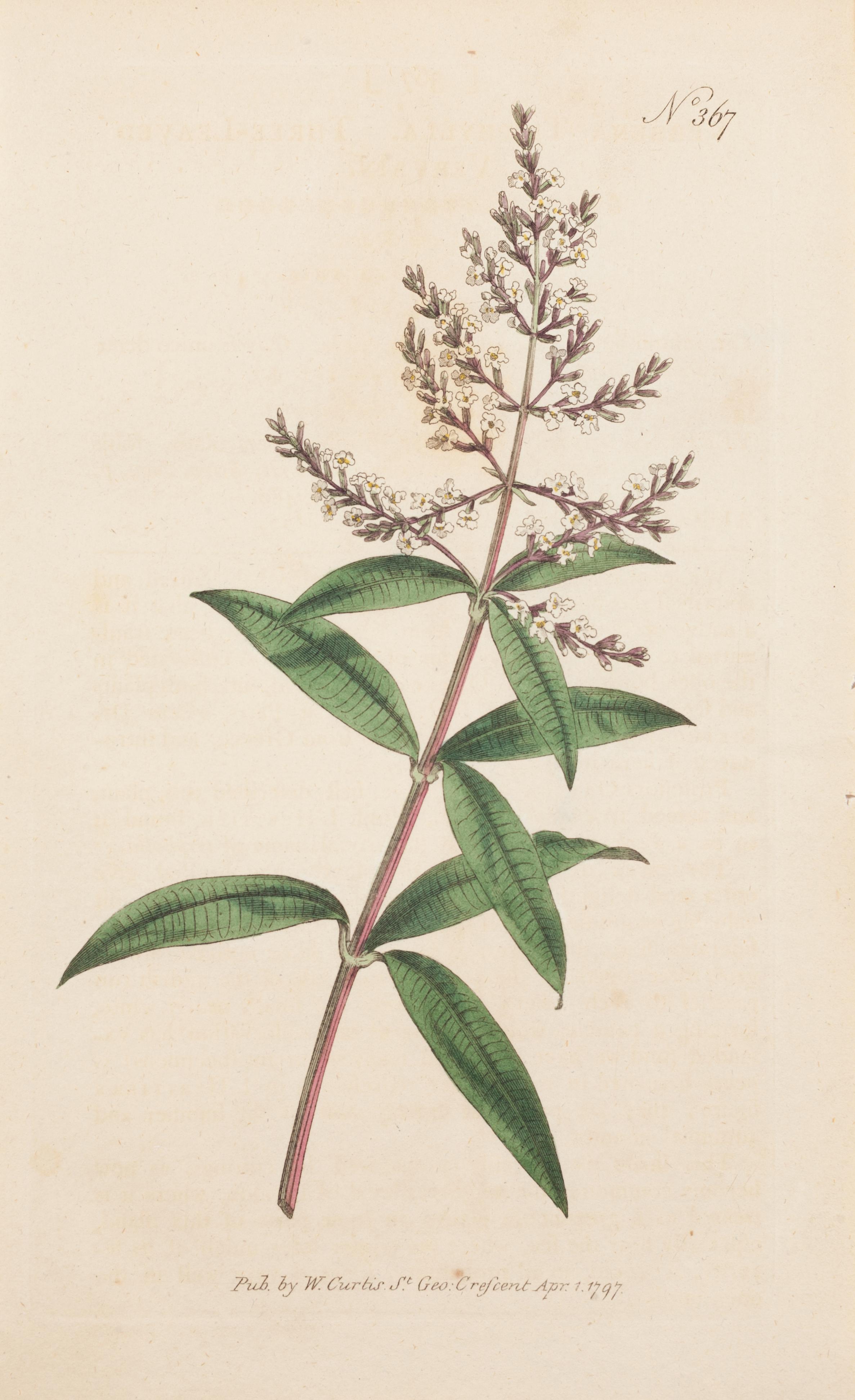Verbena de tres hojas, Verbena triphylla Placa 367