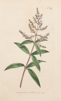 Verveine à trois feuilles, Verbena triphylla Planche 367