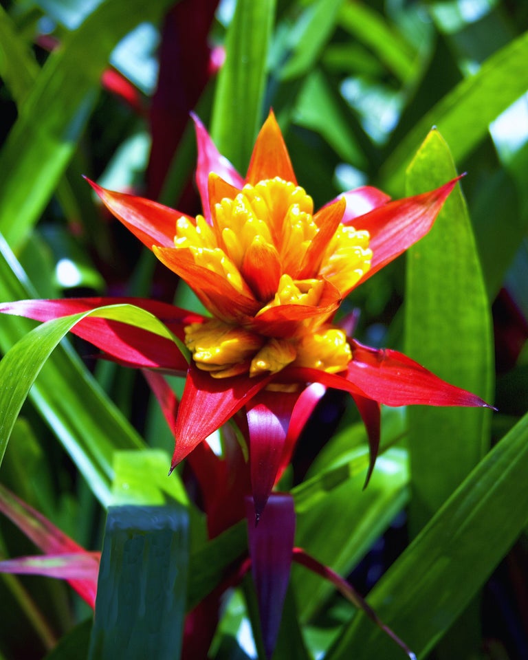 William Dey BROMELIAD PARADISE Desert Hot Springs CA, Photograph
