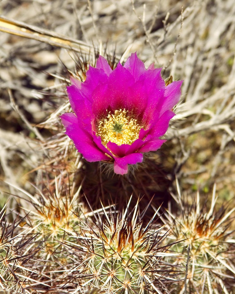 William Dey CACTUS FLOWER Desert Hot Springs CA, Photograph, Archival