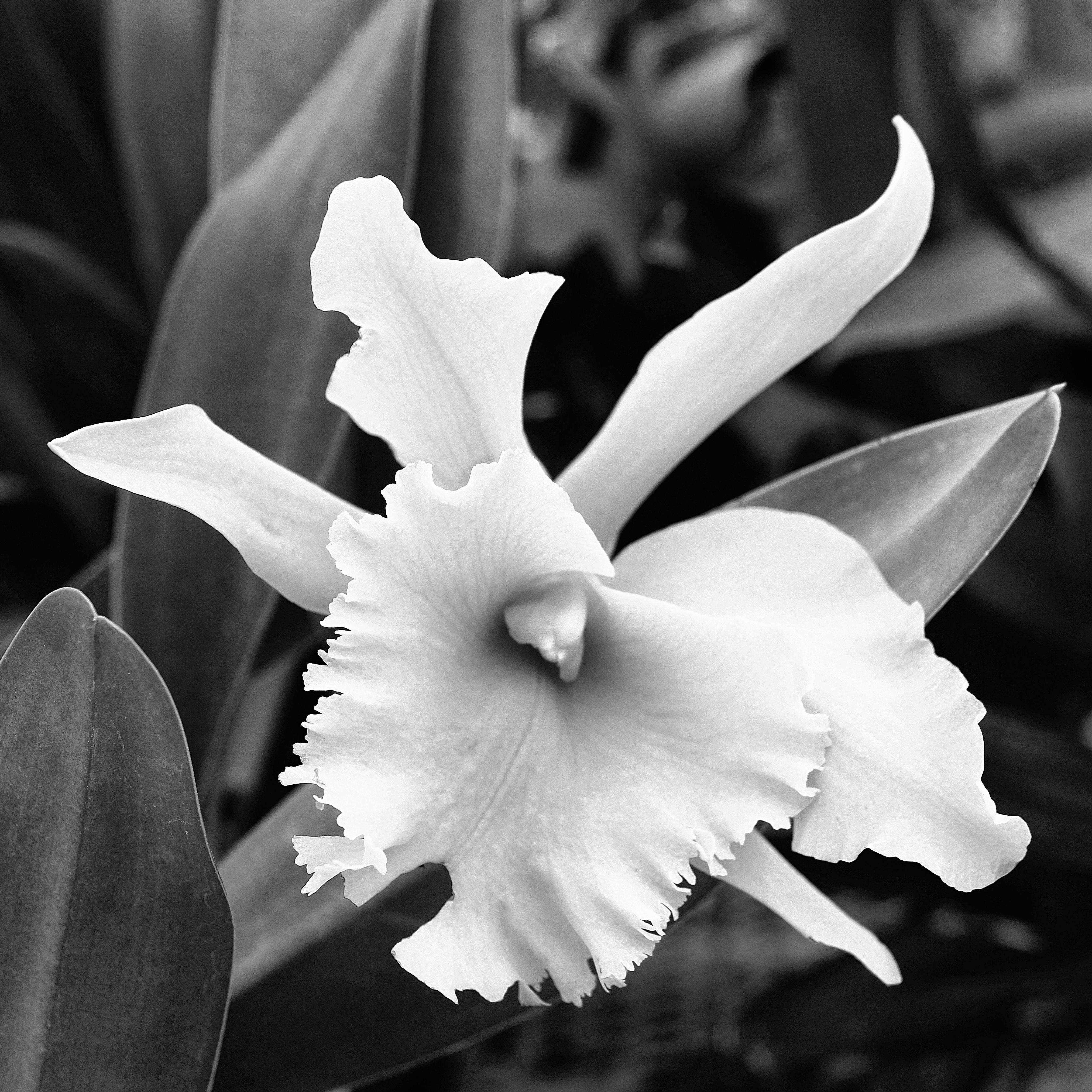 William Dey Black and White Photograph - DOVE ORCHID Palm Springs, Photograph, Archival Ink Jet