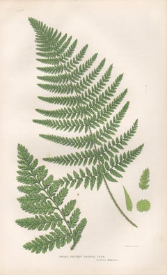 Ferns - Broad Prickly Toothed Fern, antique fern botanical woodblock print