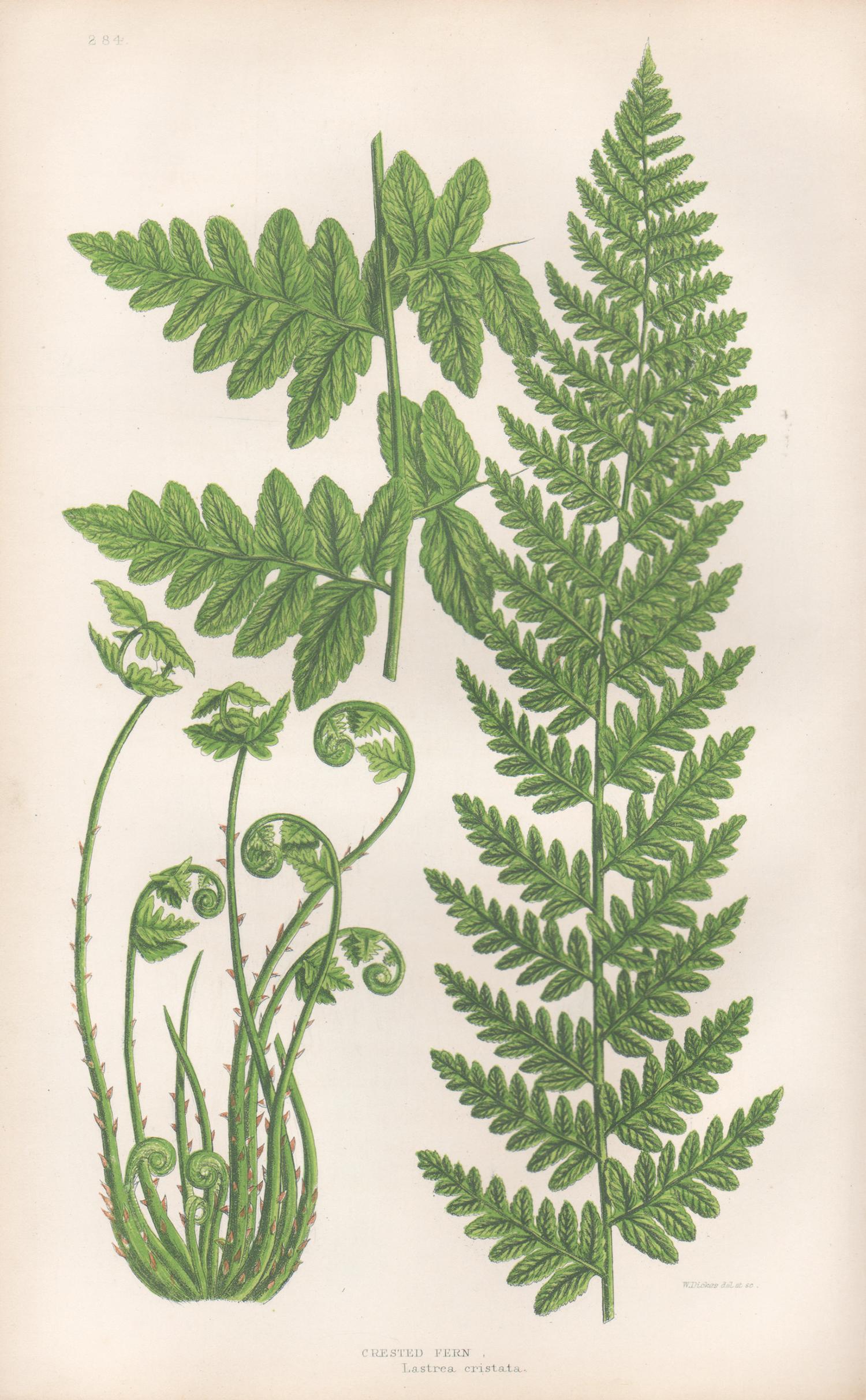 Ferns - Collection of 22 antique fern botanical woodblock prints 4