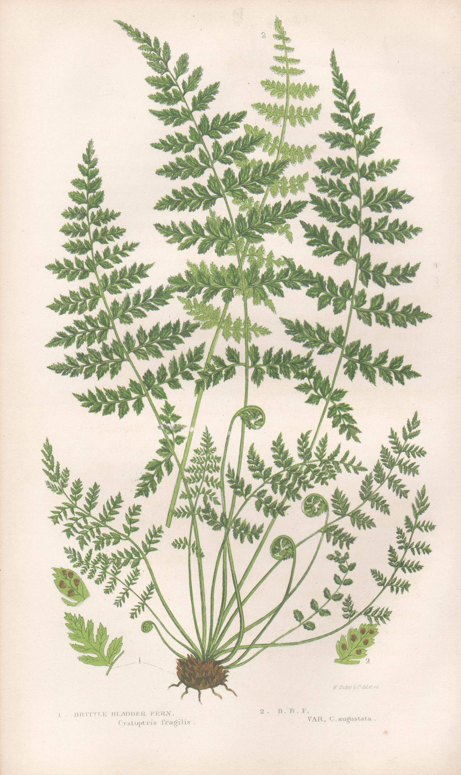 Ferns - Collection of 22 antique fern botanical woodblock prints 5