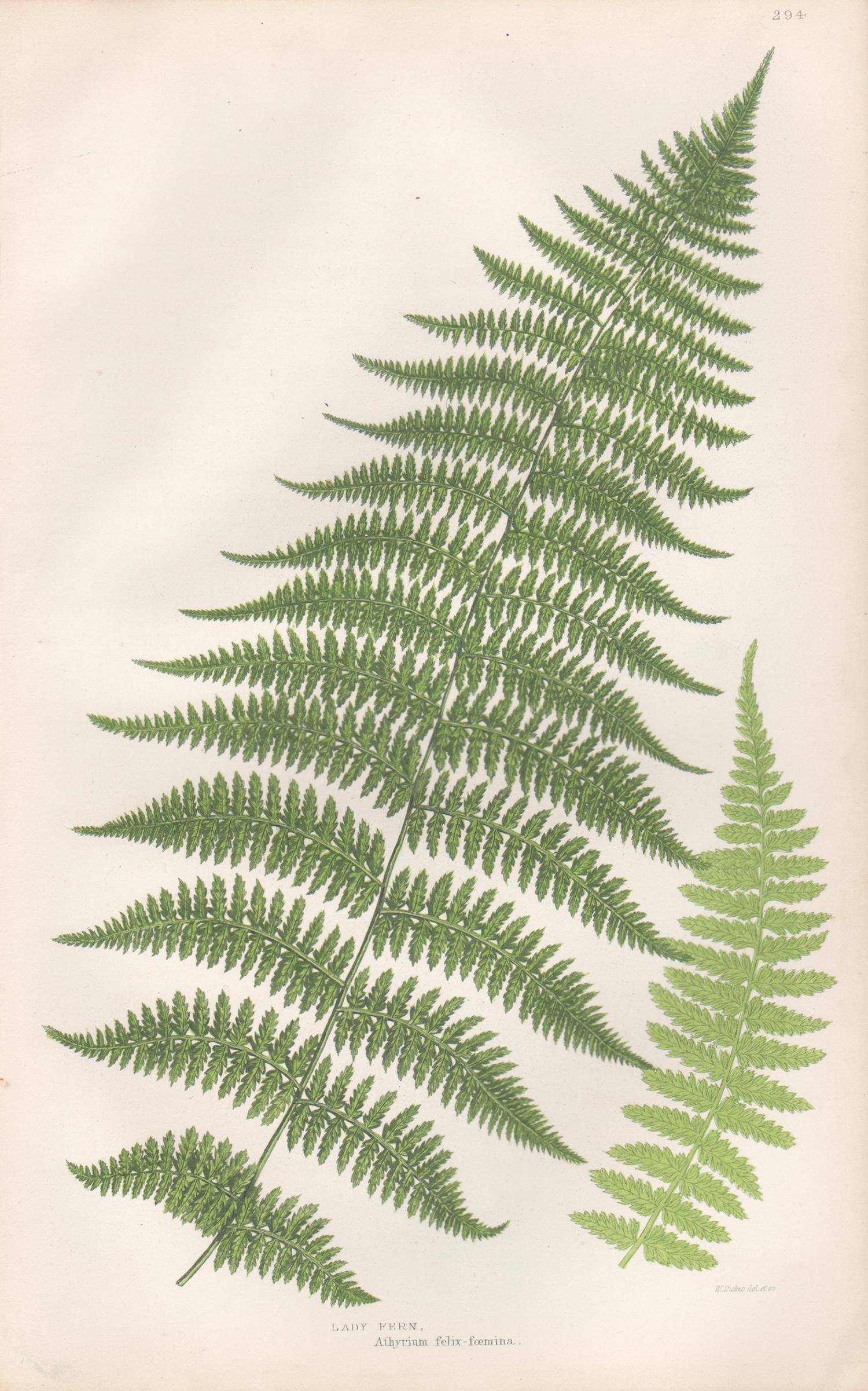 Ferns - Collection of 22 antique fern botanical woodblock prints 6