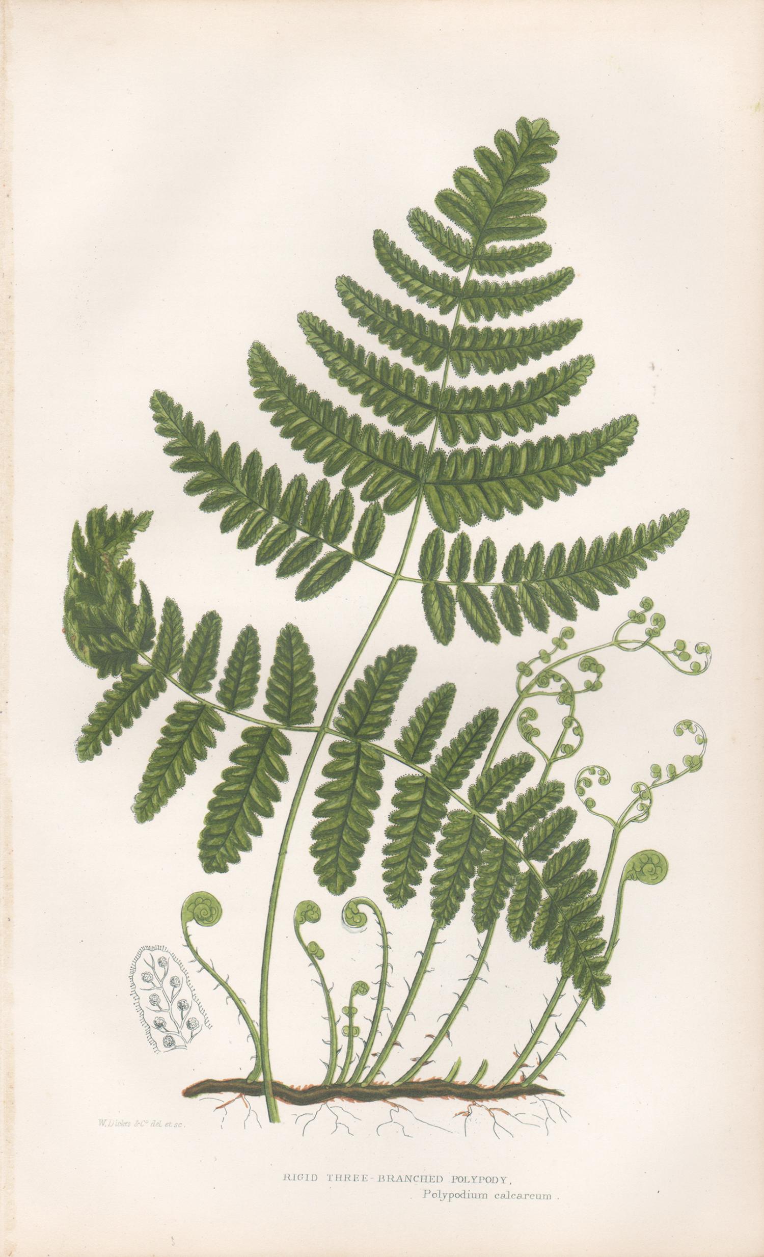 Ferns - Collection of 22 antique fern botanical woodblock prints 7