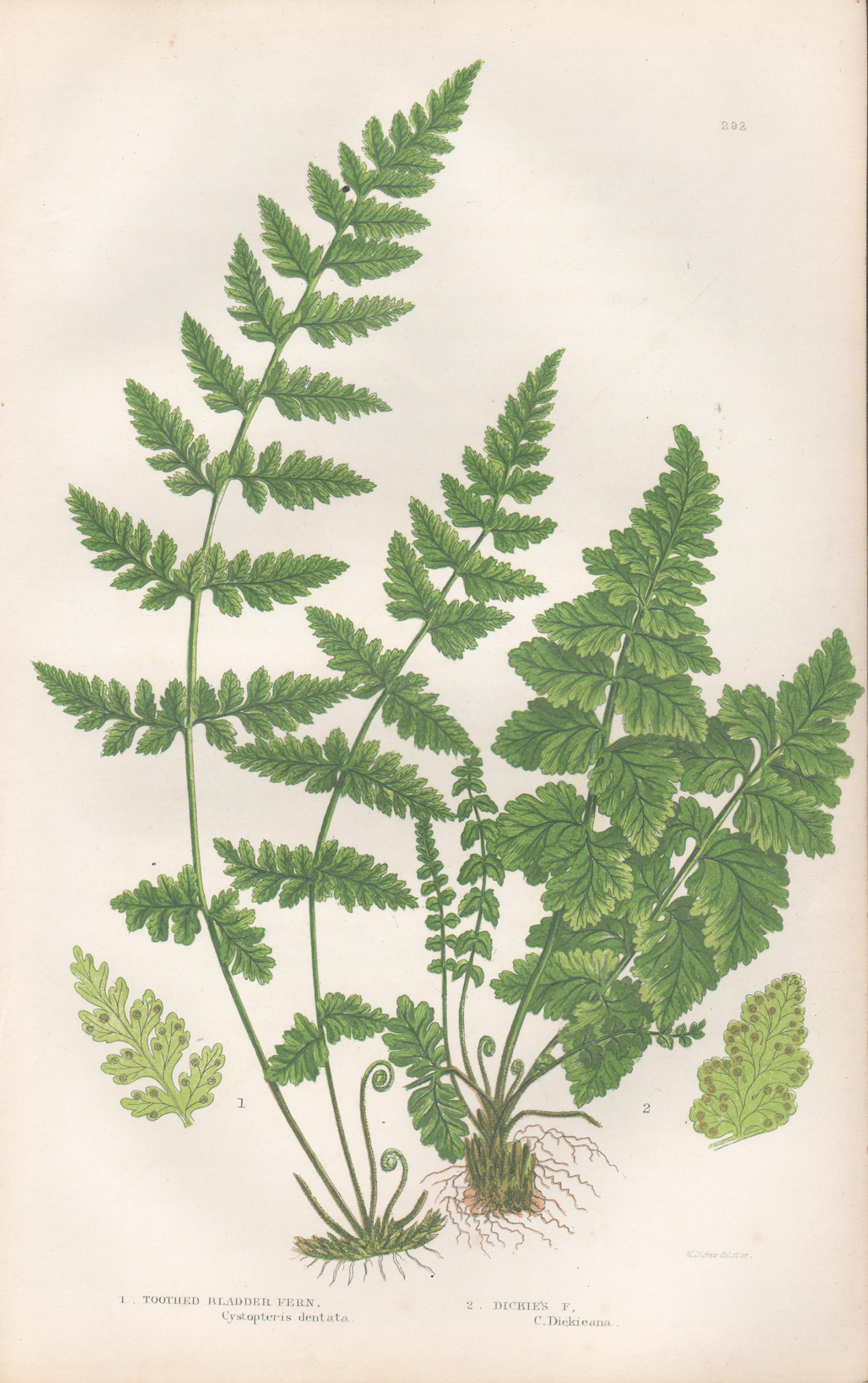 Ferns - Collection of 22 antique fern botanical woodblock prints 8