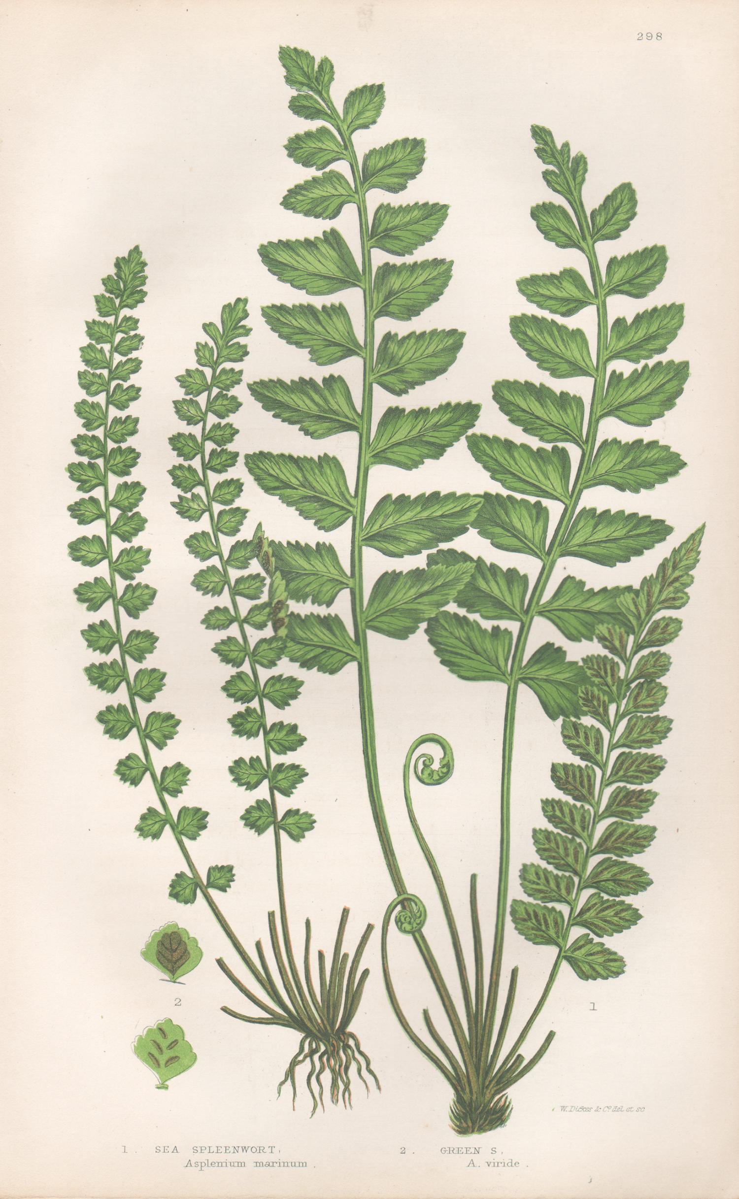 Ferns - Collection of 22 antique fern botanical woodblock prints 10