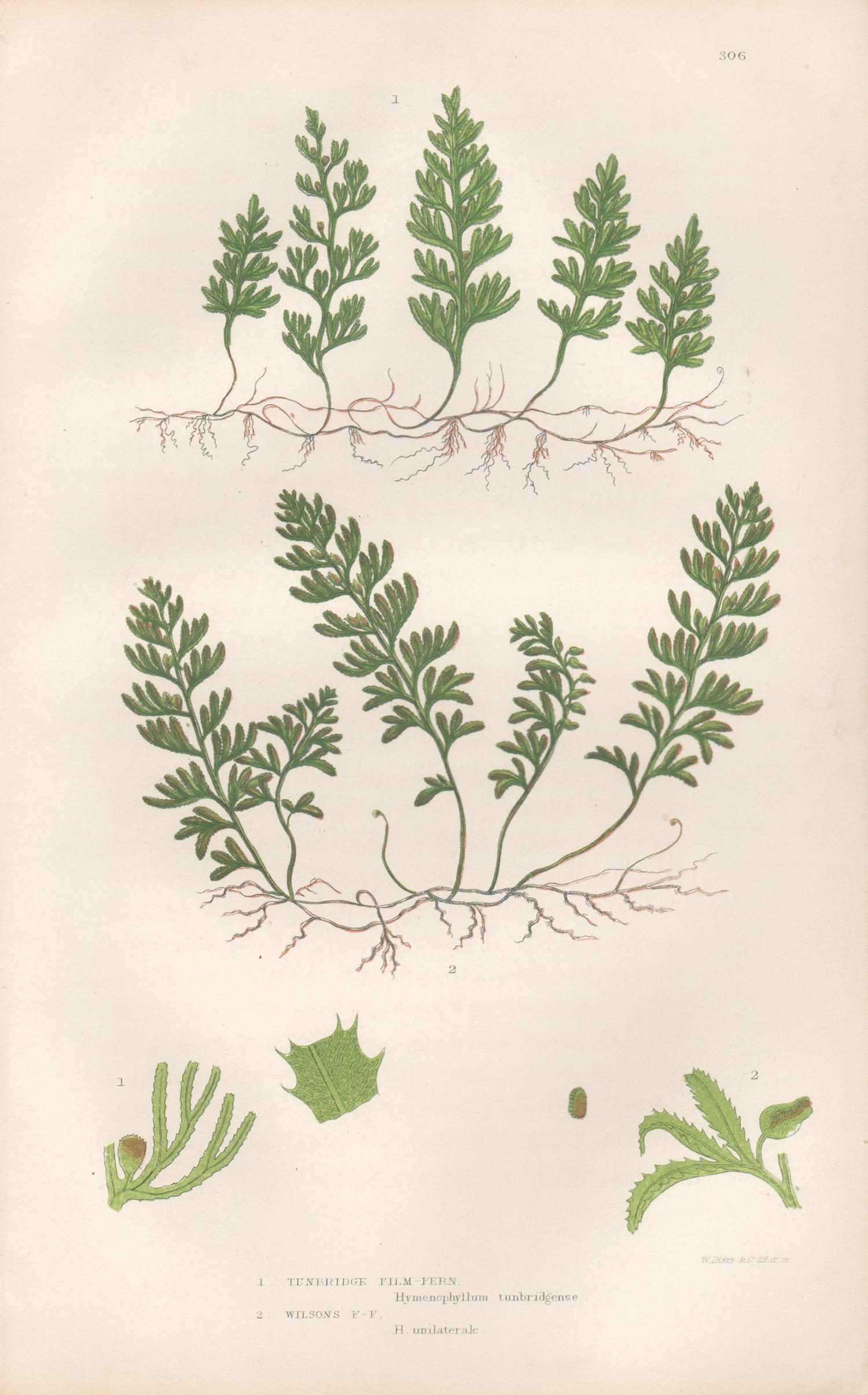Ferns - Collection of 22 antique fern botanical woodblock prints 11