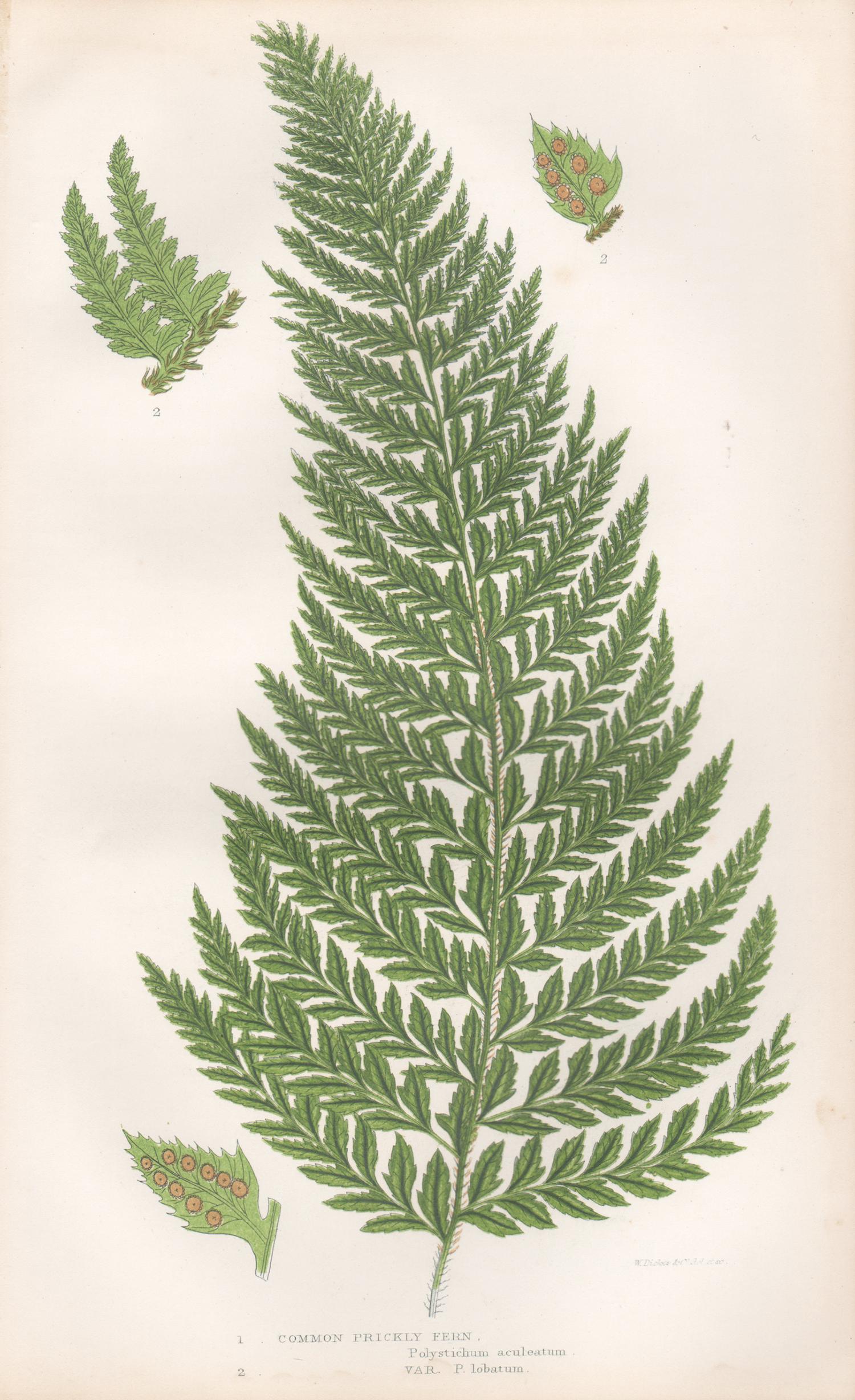 Ferns - Collection of 22 antique fern botanical woodblock prints - Print by William Dickes