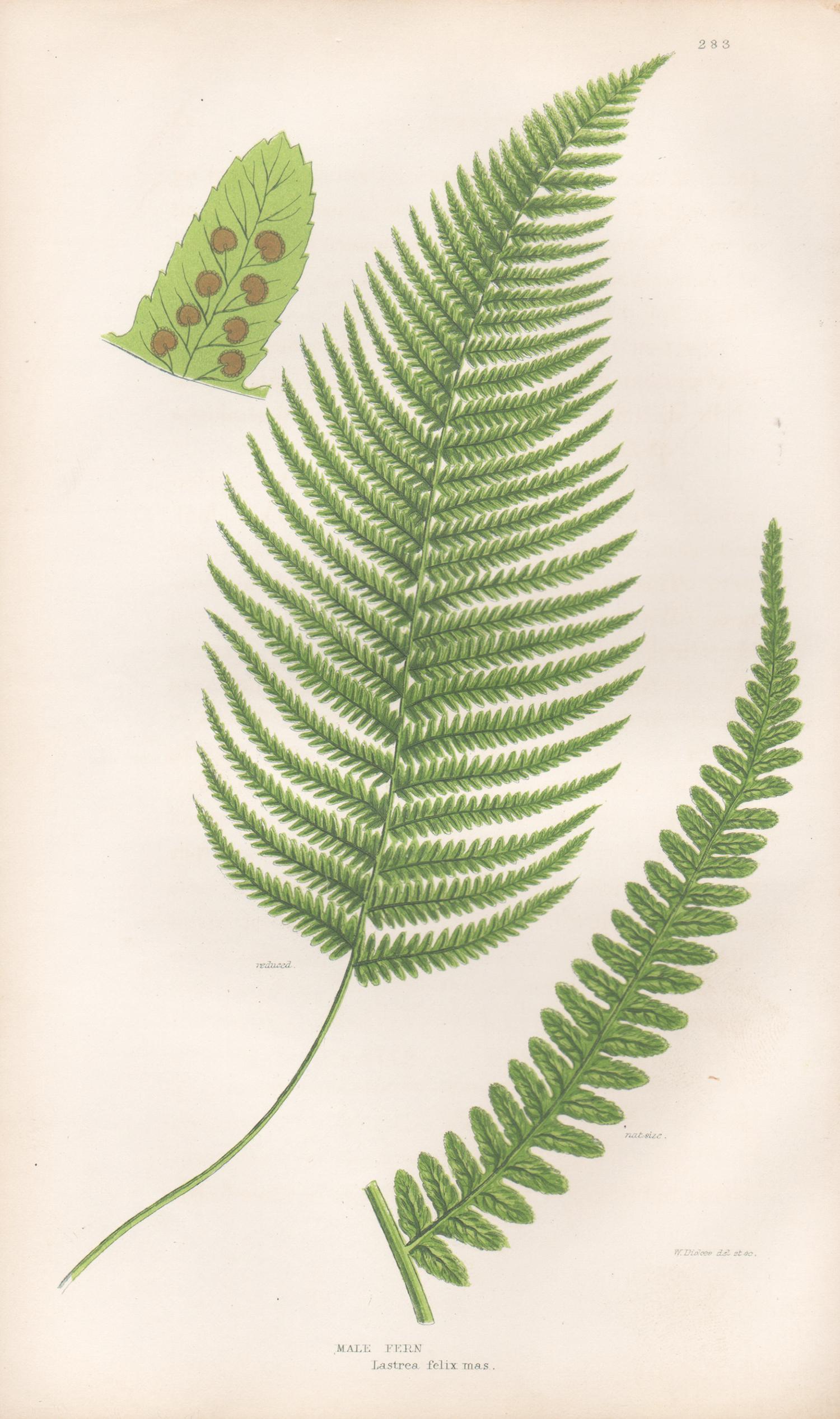 Ferns - Collection of 22 antique fern botanical woodblock prints - Naturalistic Print by William Dickes