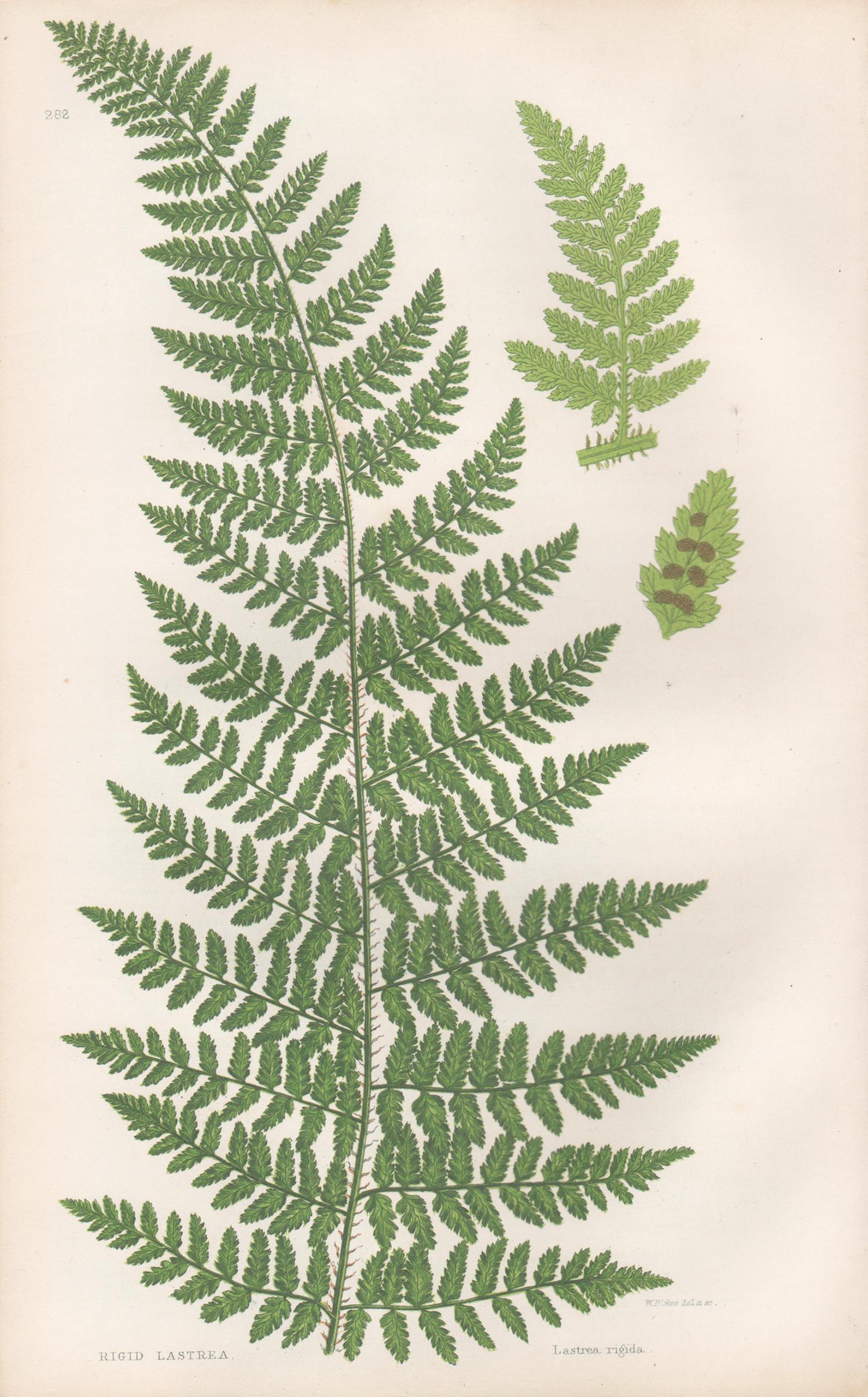 Ferns - Collection of 22 antique fern botanical woodblock prints - Beige Still-Life Print by William Dickes