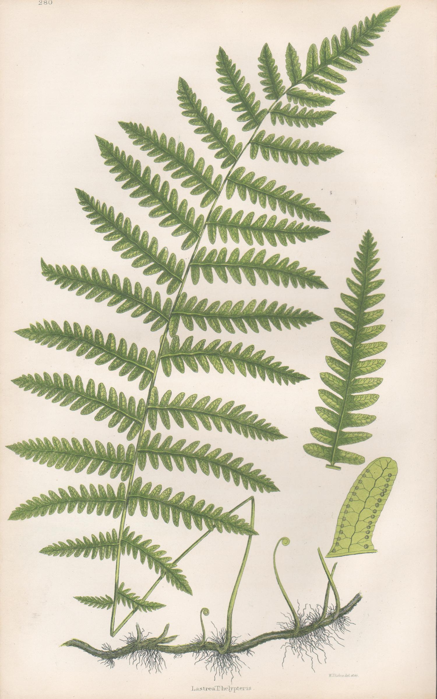 Collection of 22 antique fern botanical woodblock prints

Antique 19th century fern colour woodblocks by William Dickes, circa 1865.

225mm by 135mm (sheet)

William Dickes (1815-1892) was an English illustrator, engraver, printmaker and