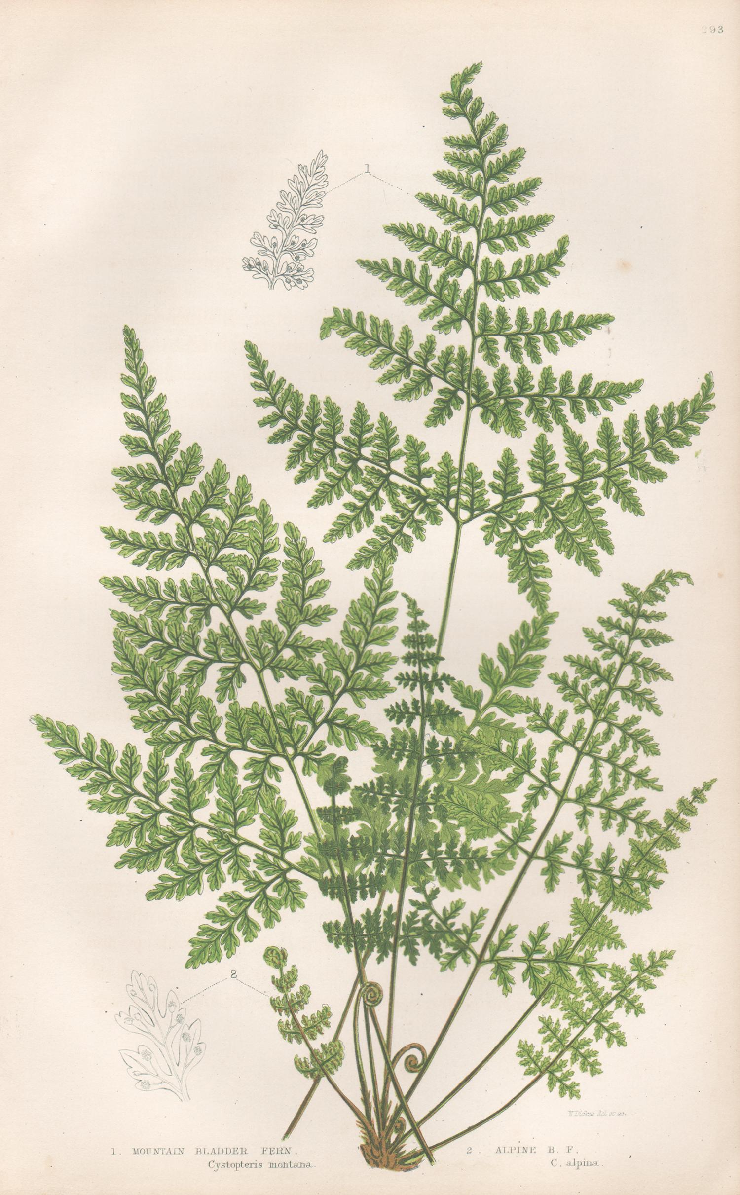 Ferns - Collection of 22 antique fern botanical woodblock prints 1