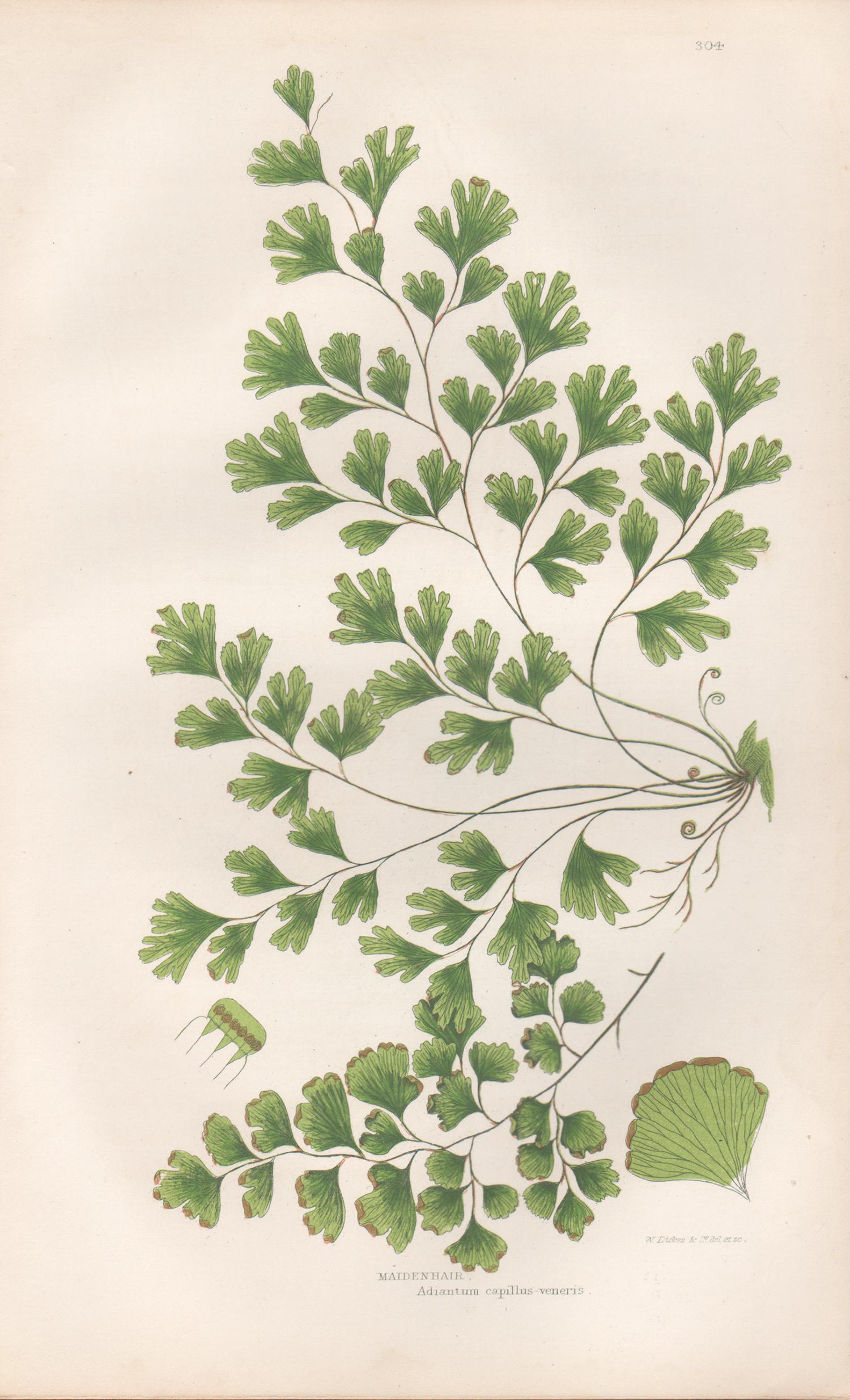 William Dickes Still-Life Print - Ferns - Maidenhair, antique fern botanical plant colour woodblock print