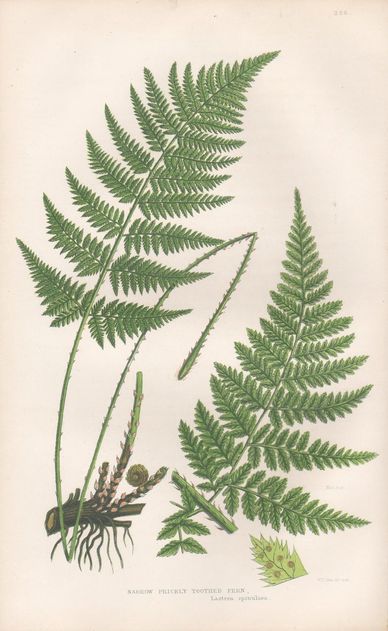 William Dickes - Ferns - Narrow Prickly Toothed Fern, antique fern ...