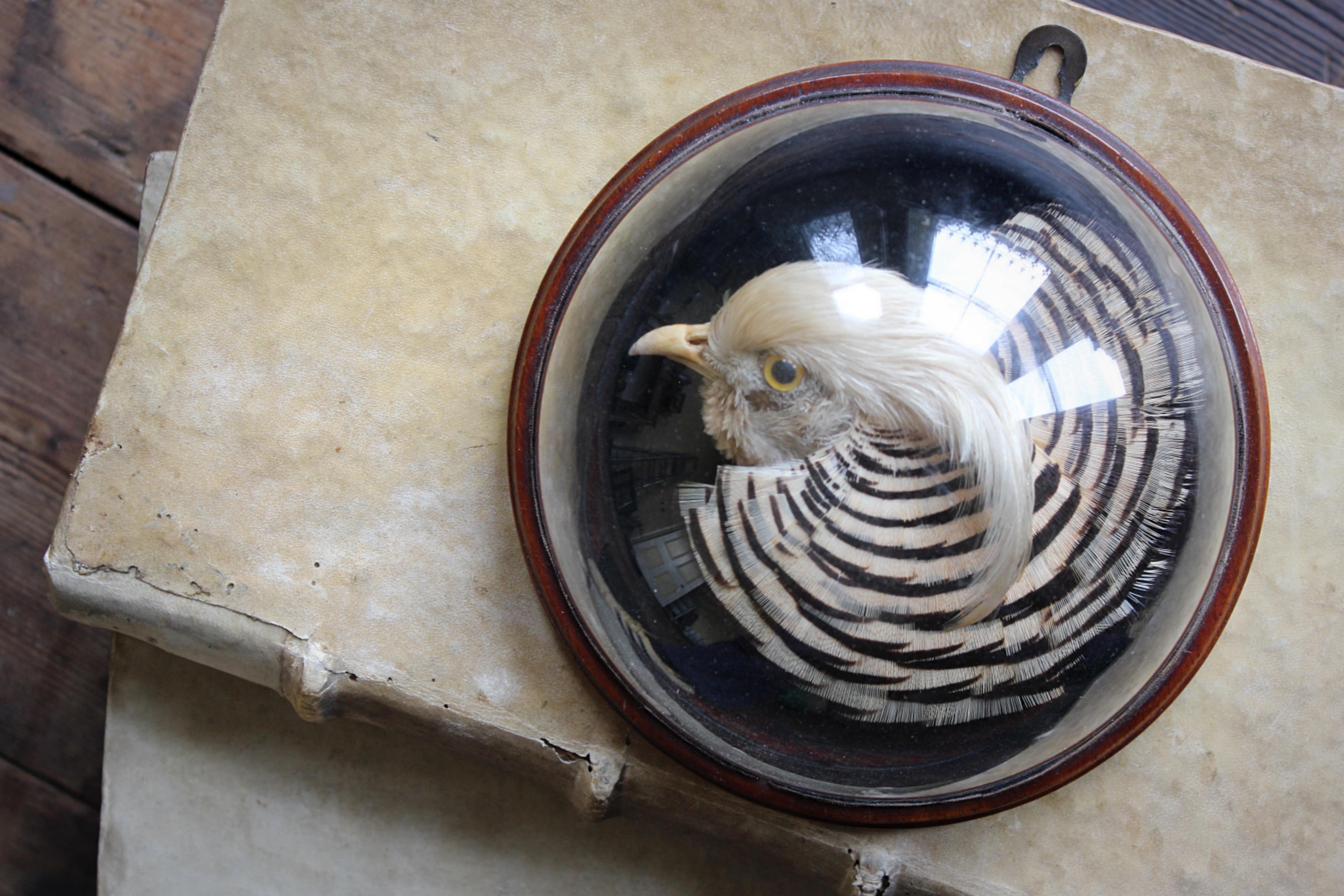 A wonderful mount by William Farren of 23 Regent Street Cambridge of a Golden Pheasant.

Housed in a wall mounted glass display dome, on a velvet ground mahogany base.

The original paper backing is still present along with the label for