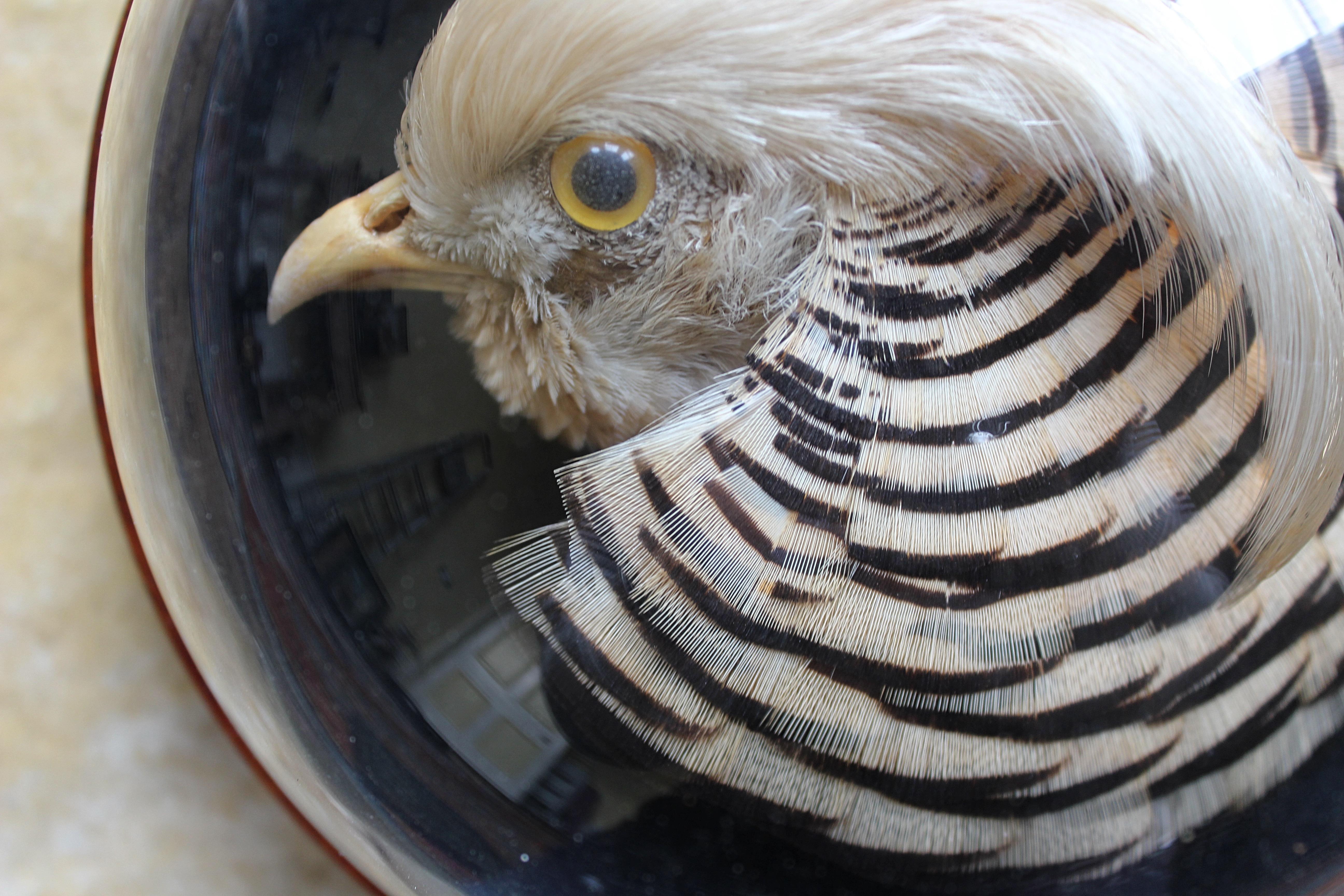 William Farren of Cambridge Golden Pheasant Taxidermy Glass Dome Wall Mount In Good Condition For Sale In Lowestoft, GB