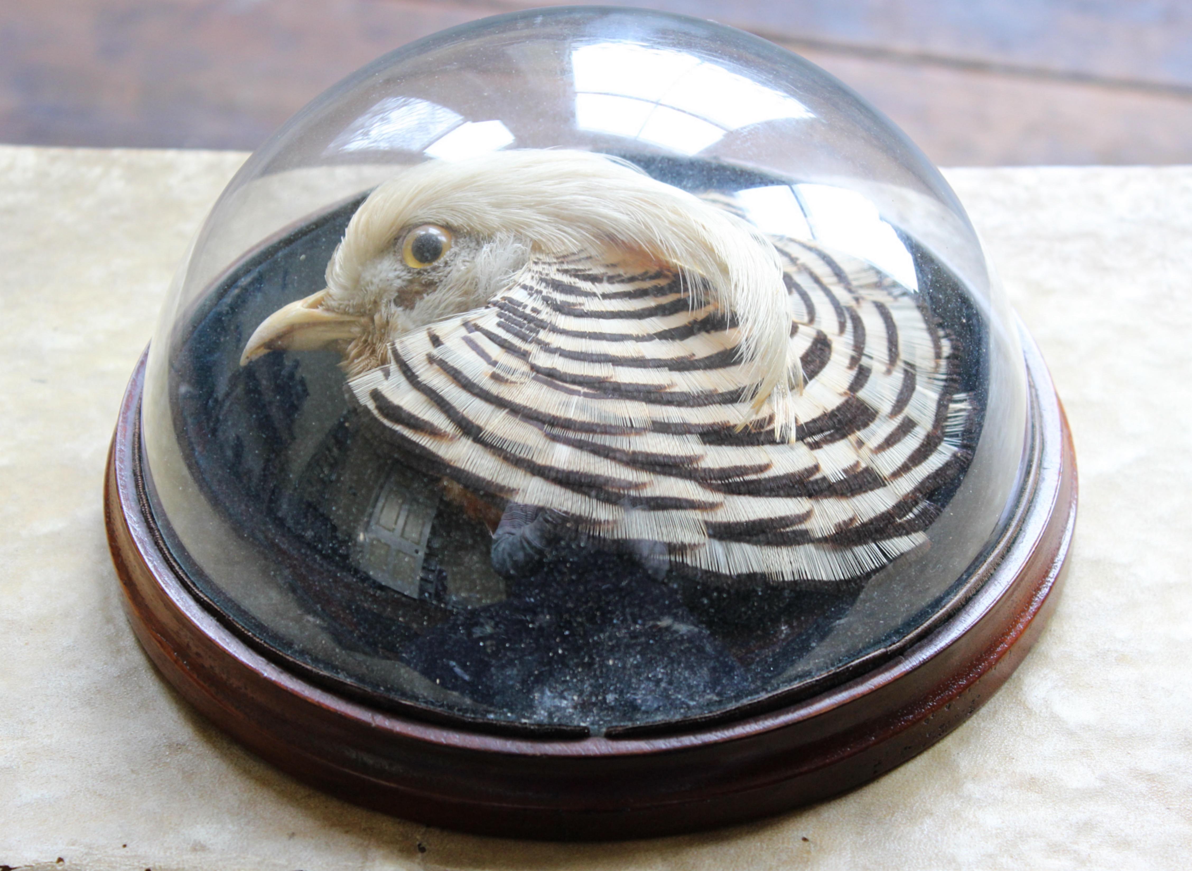 19th Century William Farren of Cambridge Golden Pheasant Taxidermy Glass Dome Wall Mount For Sale