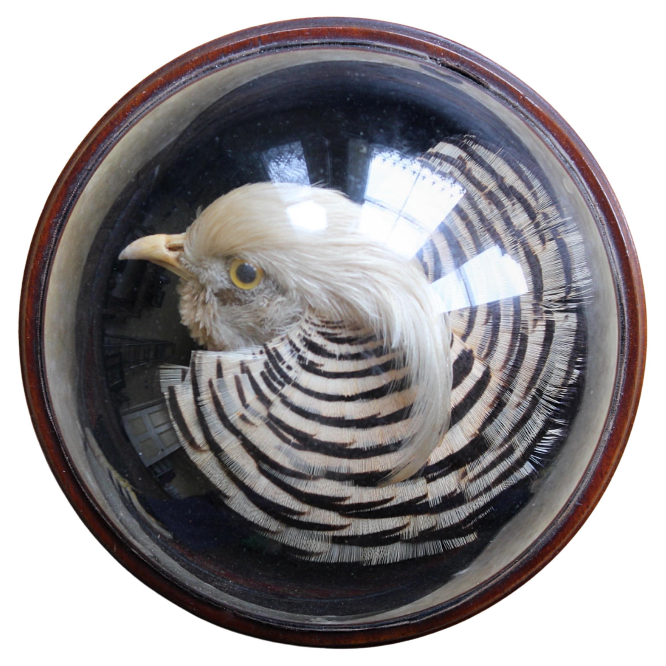 William Farren of Cambridge Golden Pheasant Taxidermy Glass Dome Wall Mount