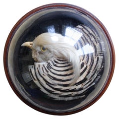 William Farren of Cambridge Fagiano d'oro tassidermico con cupola in vetro da parete