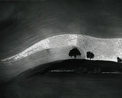 Two Trees on Hill with Shadows, Paso Robles