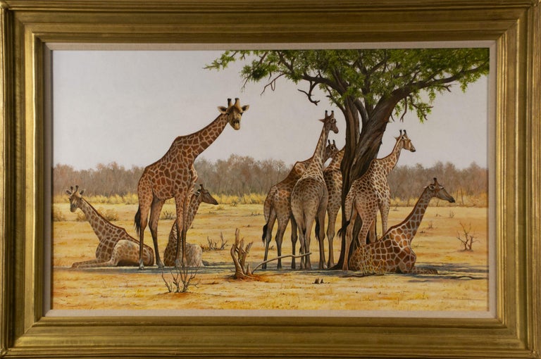 Giraffes Resting in the Shade of a Thorn Tree, Savute Reserve, Botswana. - Painting by William Henry Bishop
