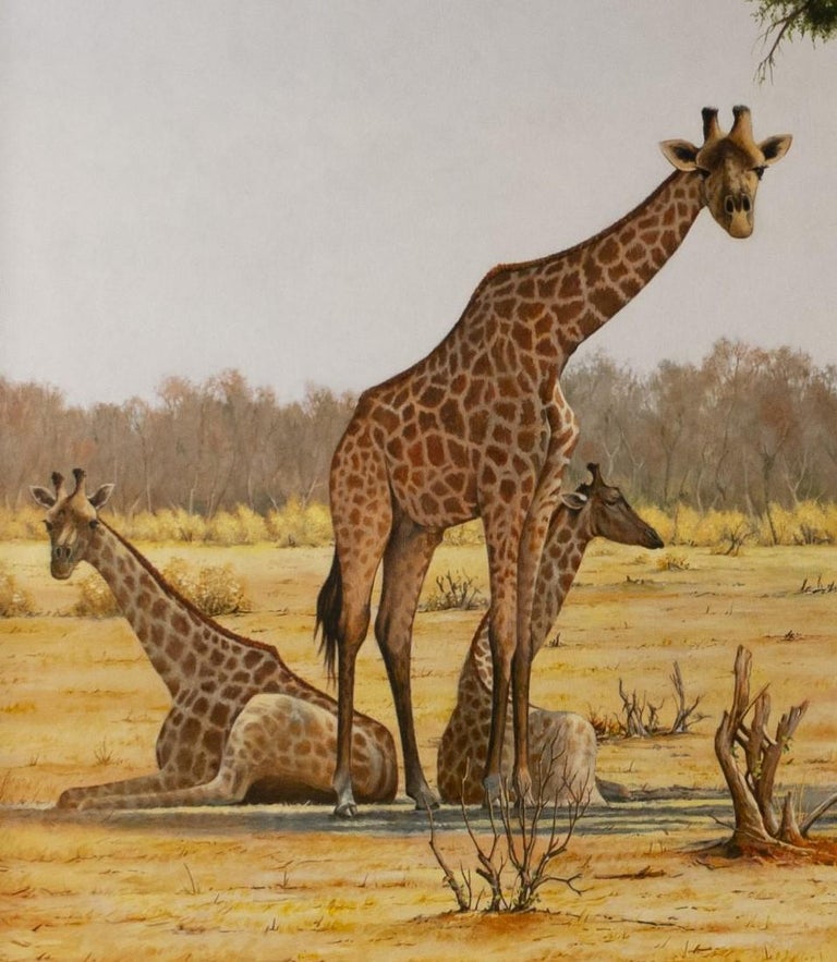Giraffes Resting in the Shade of a Thorn Tree, Savute Reserve, Botswana. - Realist Painting by William Henry Bishop