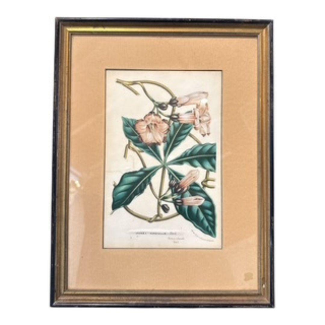 Grabado botánico del siglo XIX 