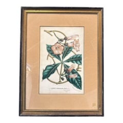 19th Century Botanical Engraving “Ipomoea Horsfalliae” by W. J. Hooker. Framed