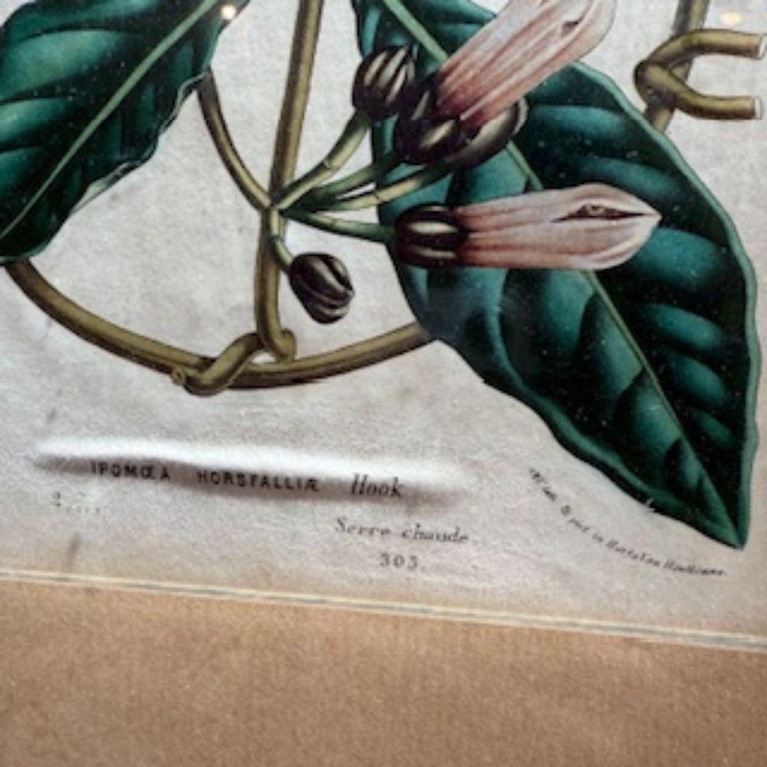 Impresionante grabado botánico del siglo XIX que representa la Ipomoea horsfalliae, también conocida como Gloria Matutina de Lady Doorly. Esta exquisita ilustración floral se atribuye al célebre botánico británico William Jackson Hooker, y