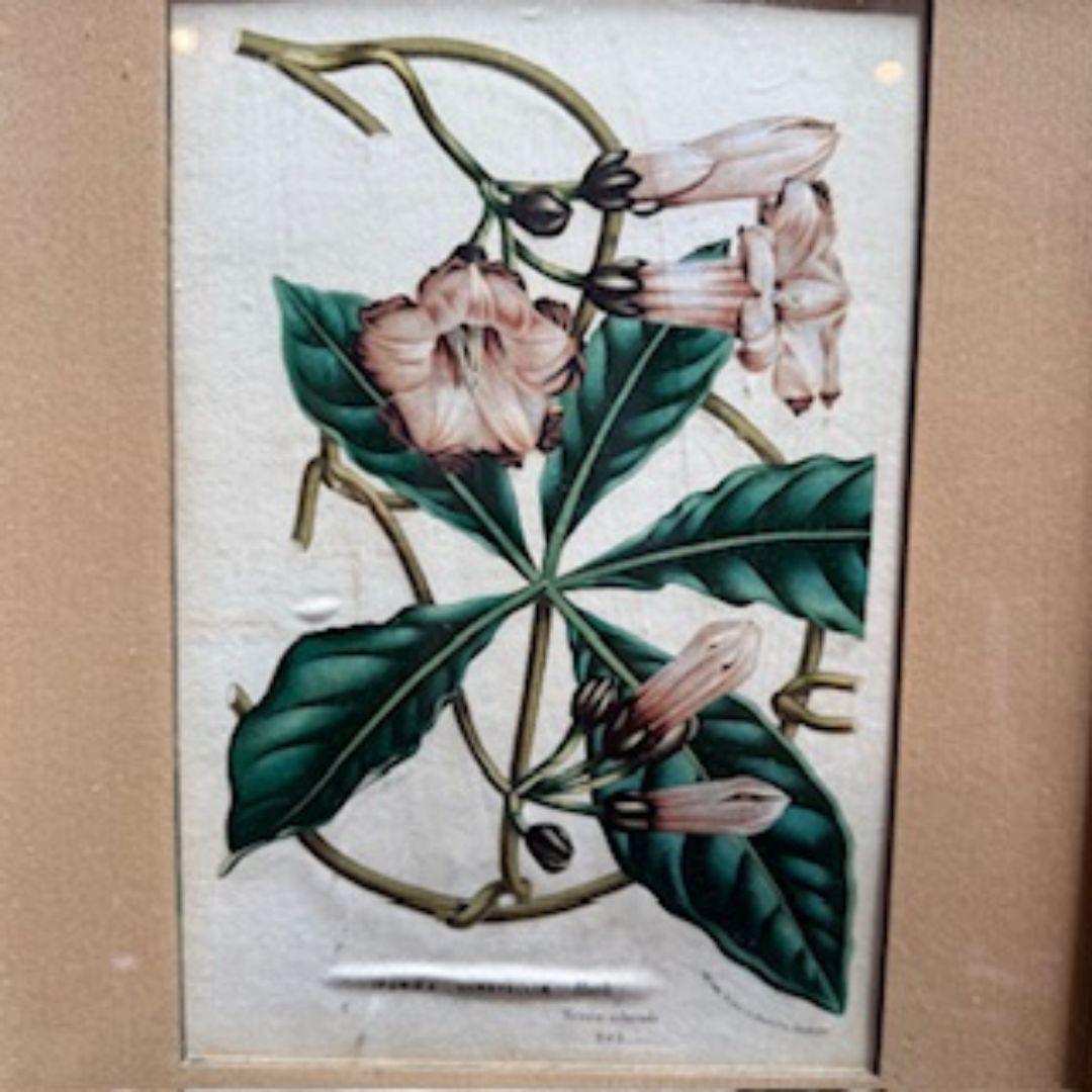 Grabado botánico del siglo XIX 