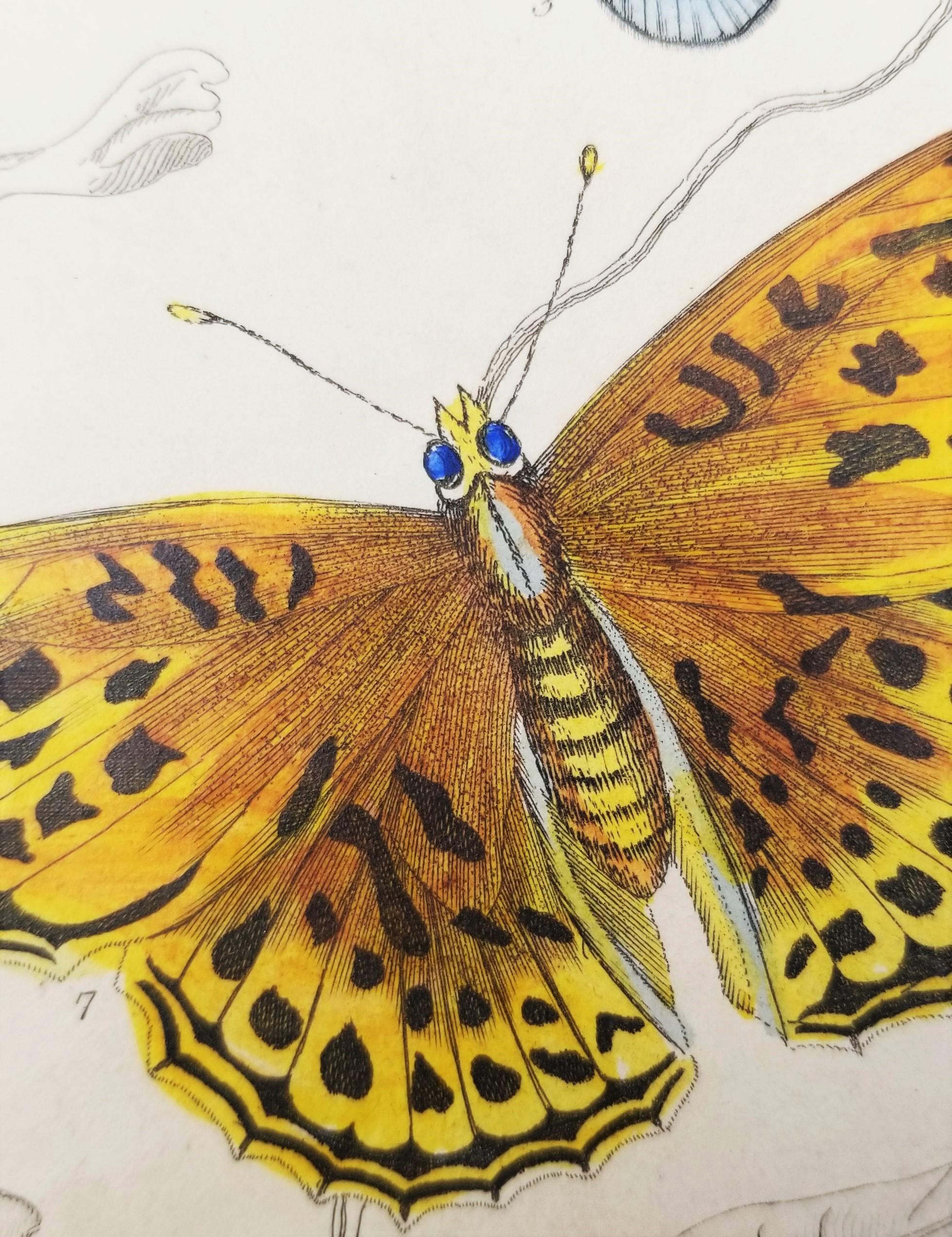 Lepidotteri (farfalle) /// Incisione animale di Zoologia di Storia Naturale Scozzese in vendita 7