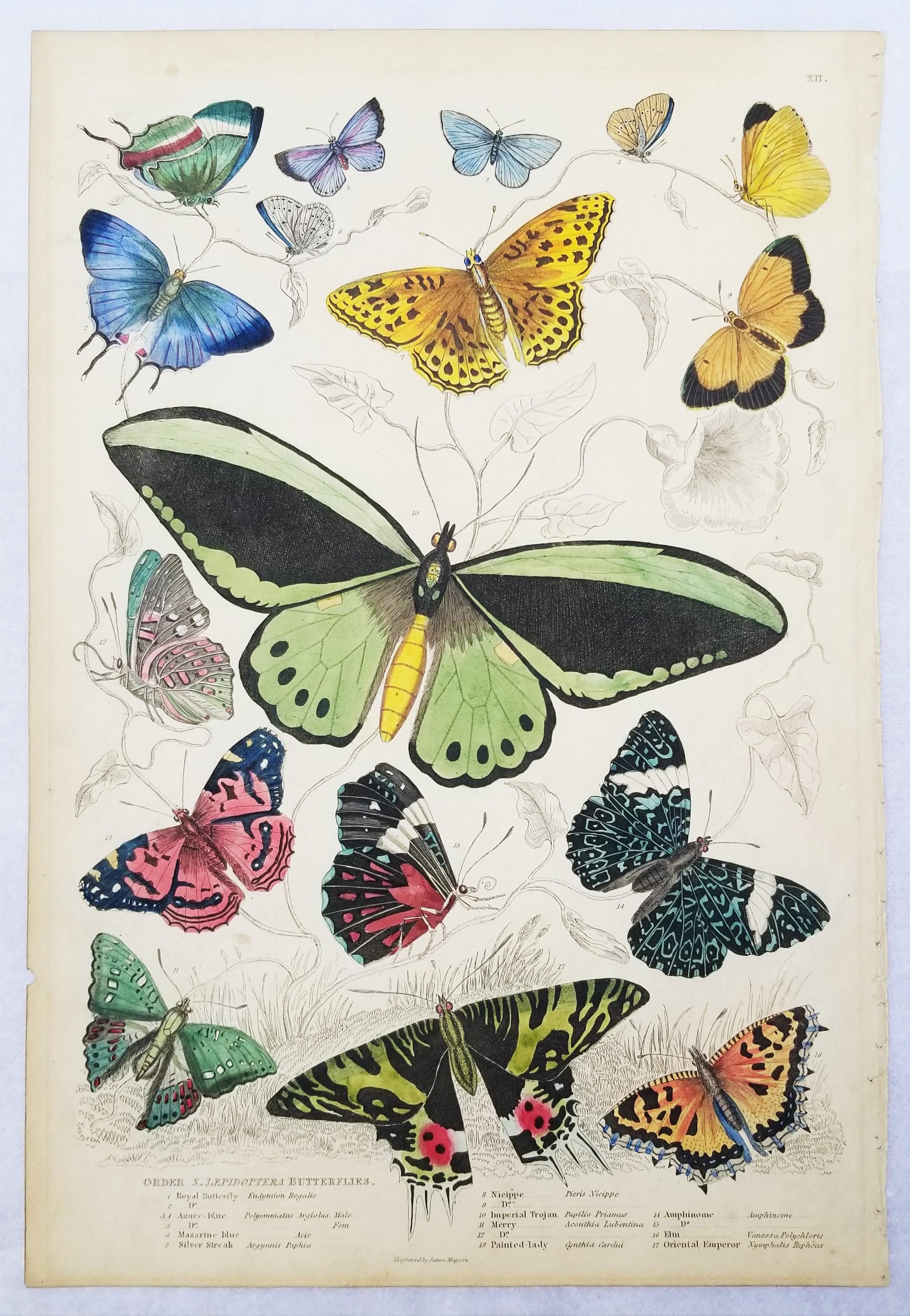 Lepidotteri (farfalle) /// Incisione animale di Zoologia di Storia Naturale Scozzese - Print di William MacGillivray