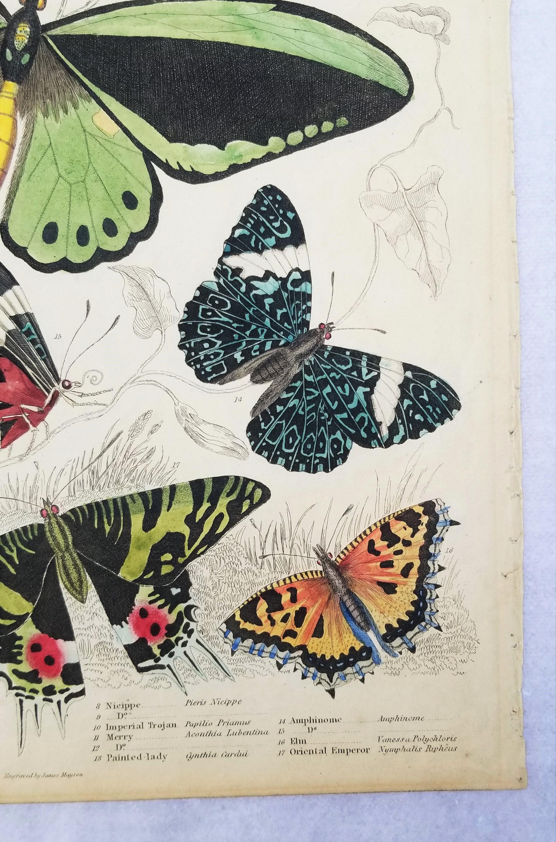 Lepidotteri (farfalle) /// Incisione animale di Zoologia di Storia Naturale Scozzese in vendita 1