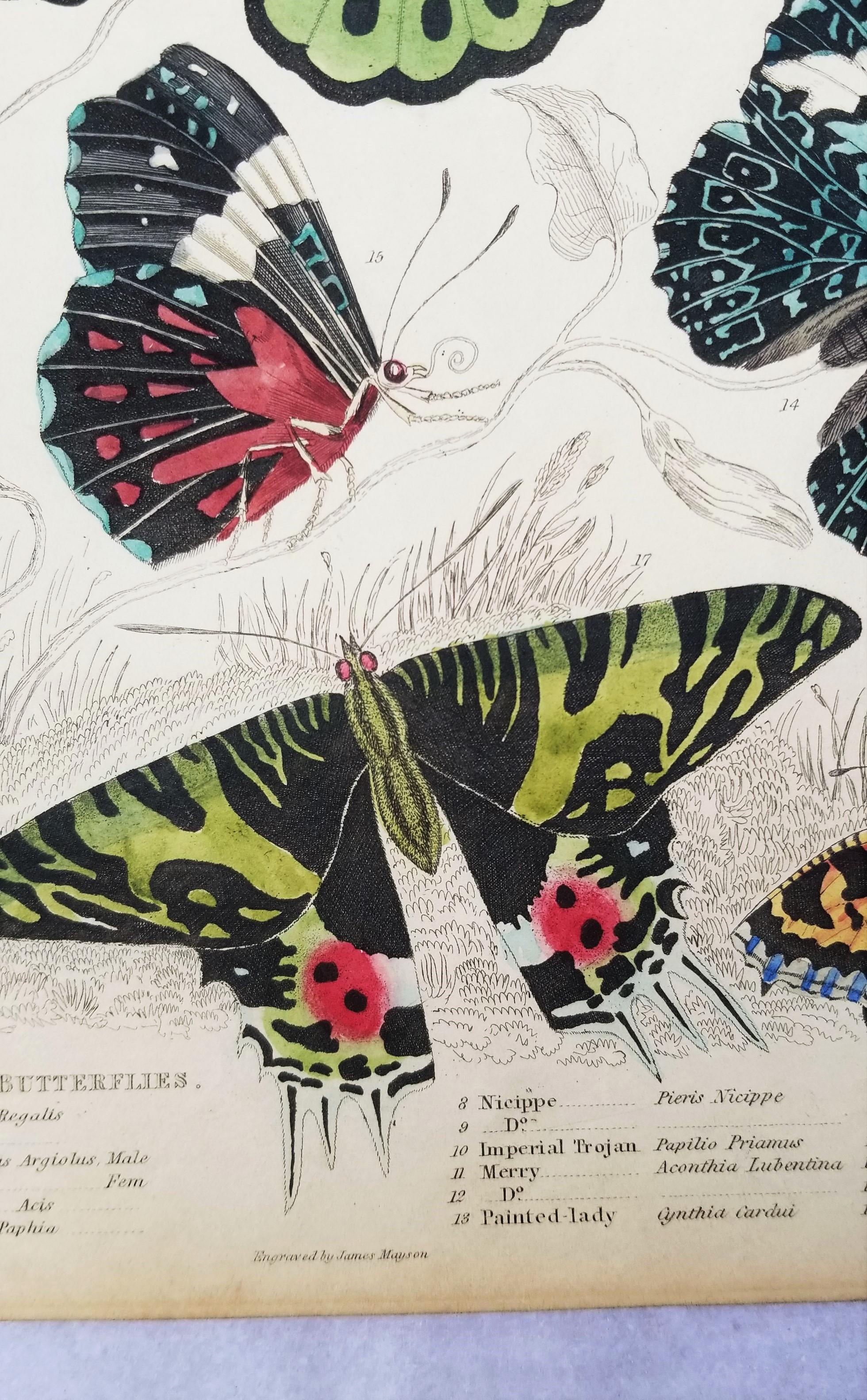 Lepidotteri (farfalle) /// Incisione animale di Zoologia di Storia Naturale Scozzese in vendita 3