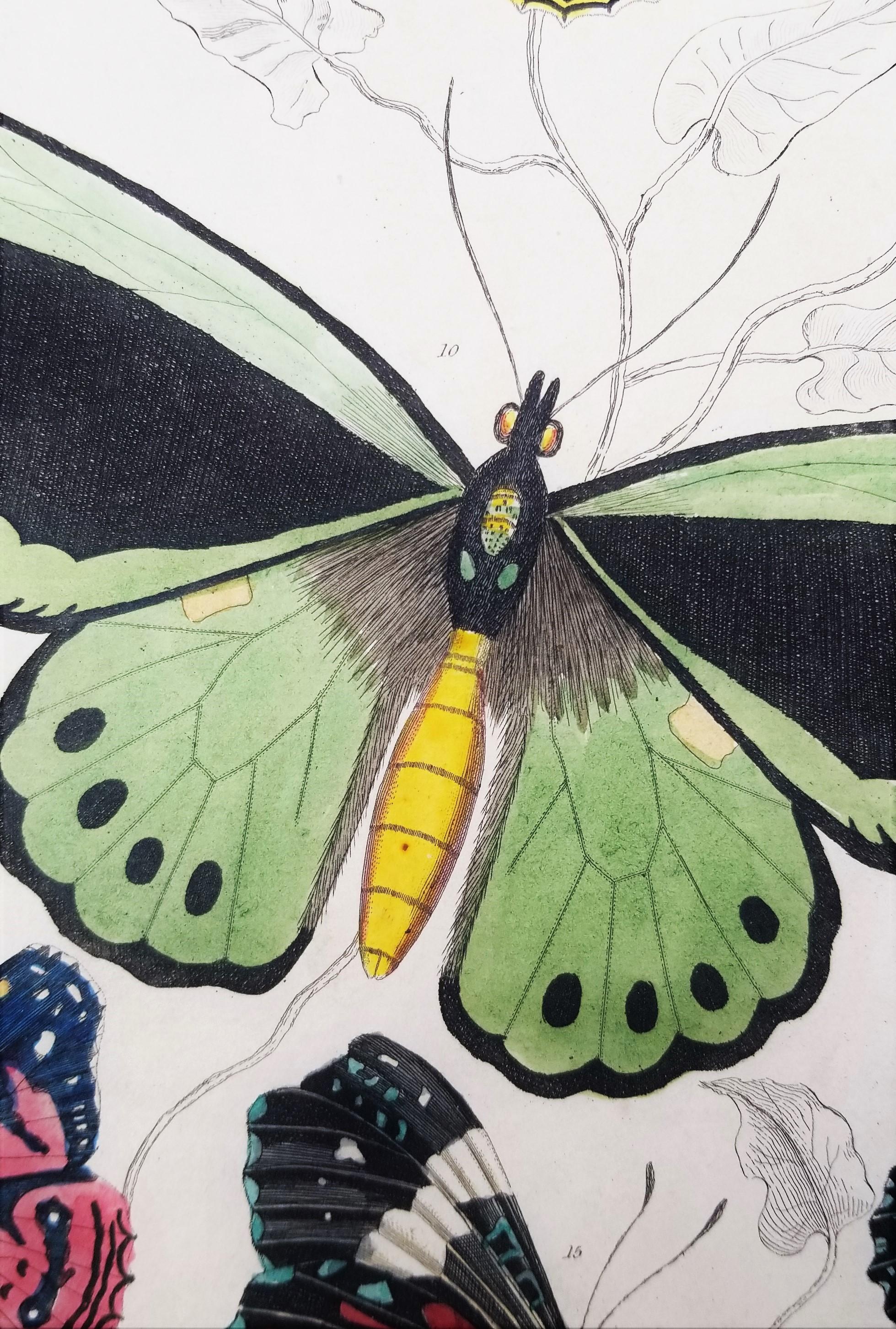 Lepidotteri (farfalle) /// Incisione animale di Zoologia di Storia Naturale Scozzese in vendita 4