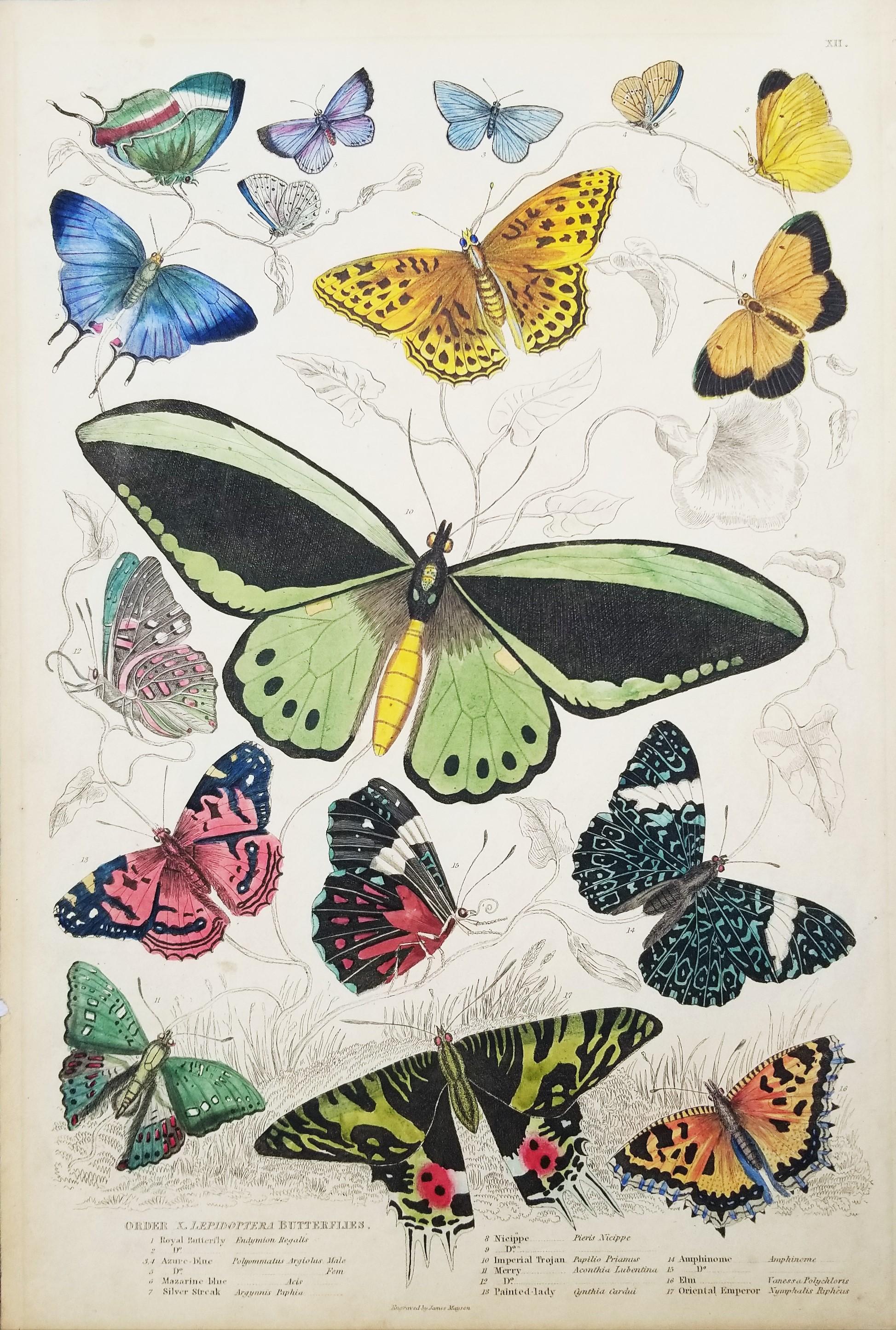 Lepidotteri (farfalle) /// Incisione animale di Zoologia di Storia Naturale Scozzese