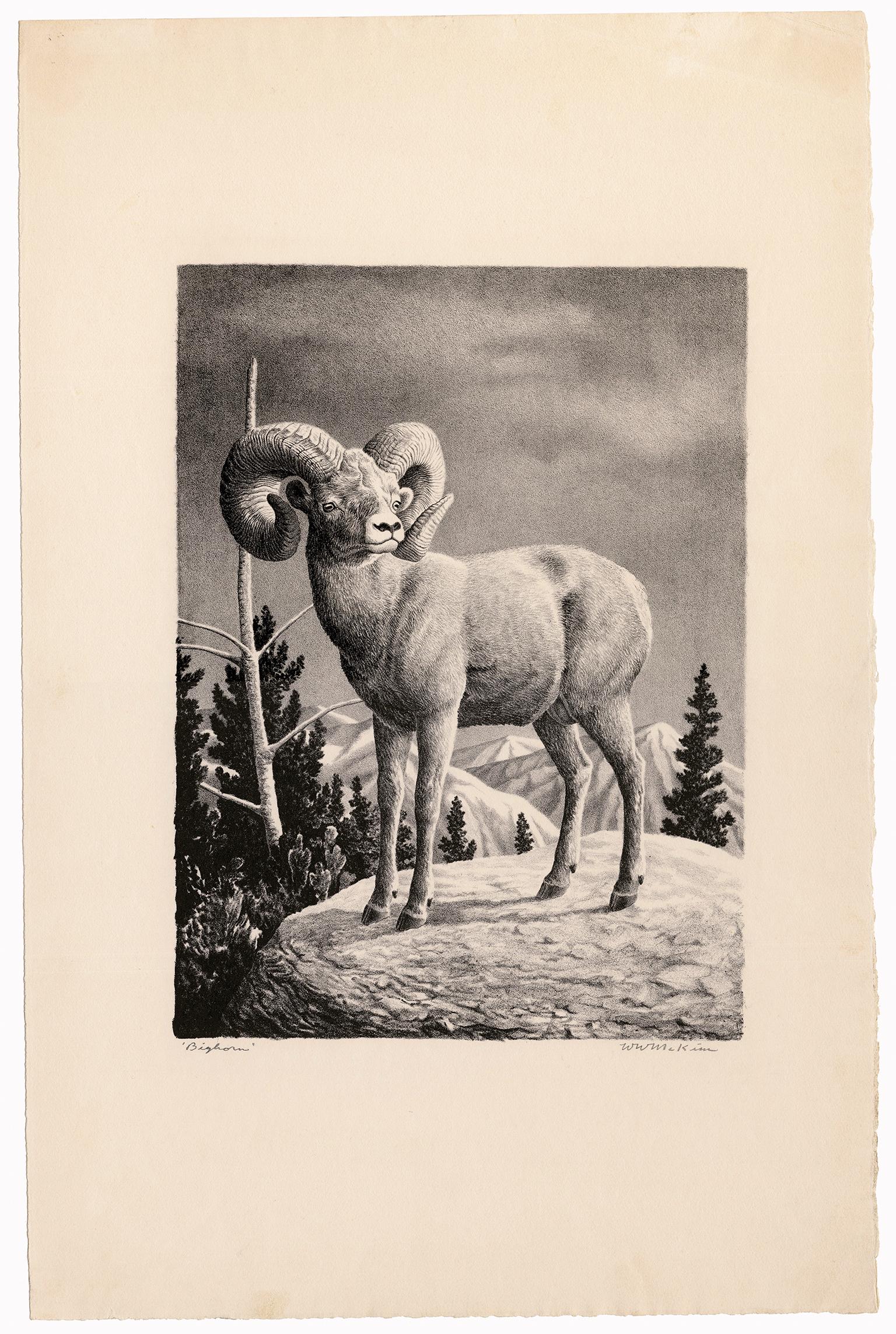 'Bighorn' — 1940s American Regionalism - Print by William McKim