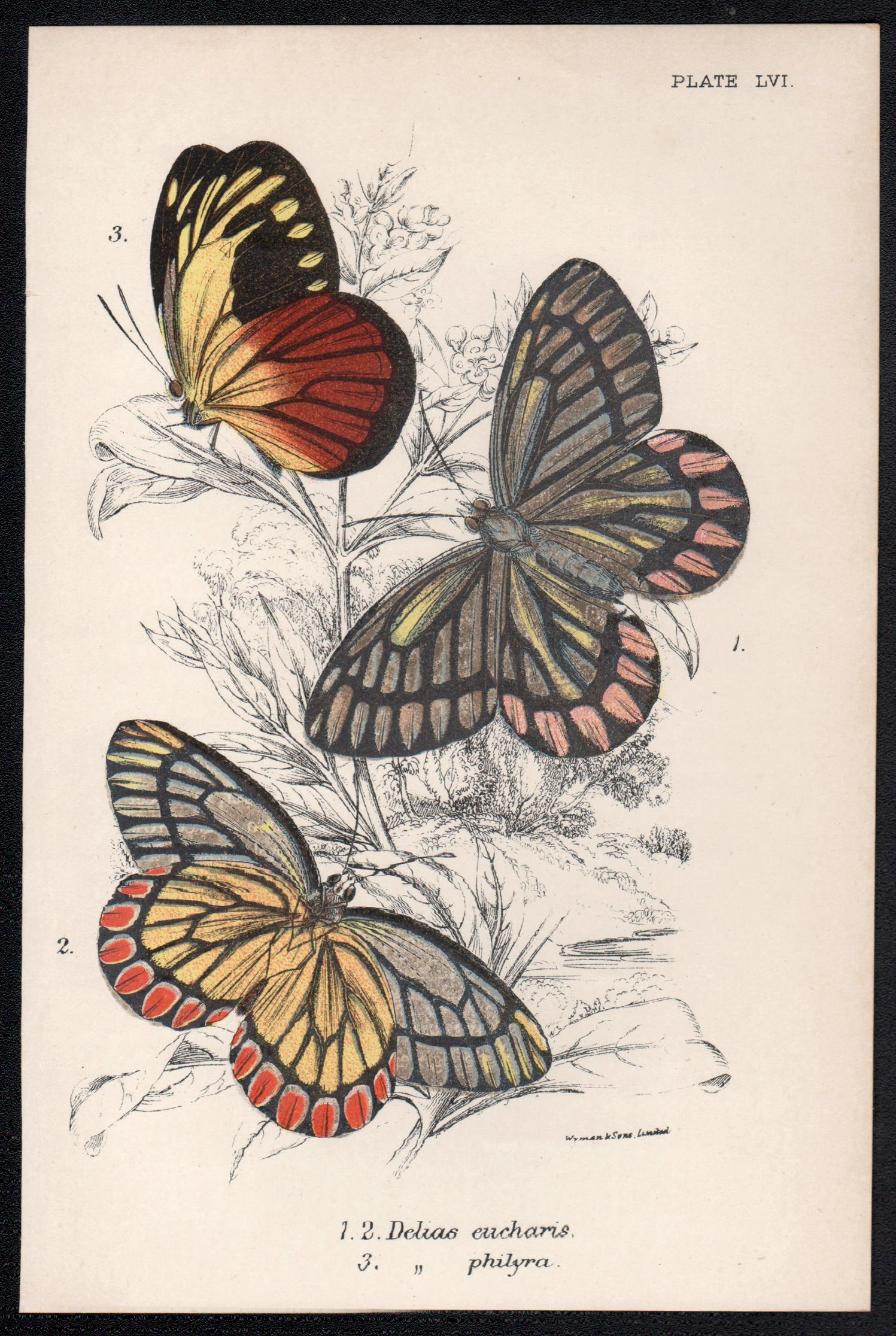 Papillons, lithographie ancienne en couleurs d'histoire naturelle de la fin du 19e siècle - Print de William Peck