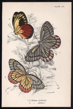 Farfalle, antica litografia a colori di storia naturale della fine del XIX secolo