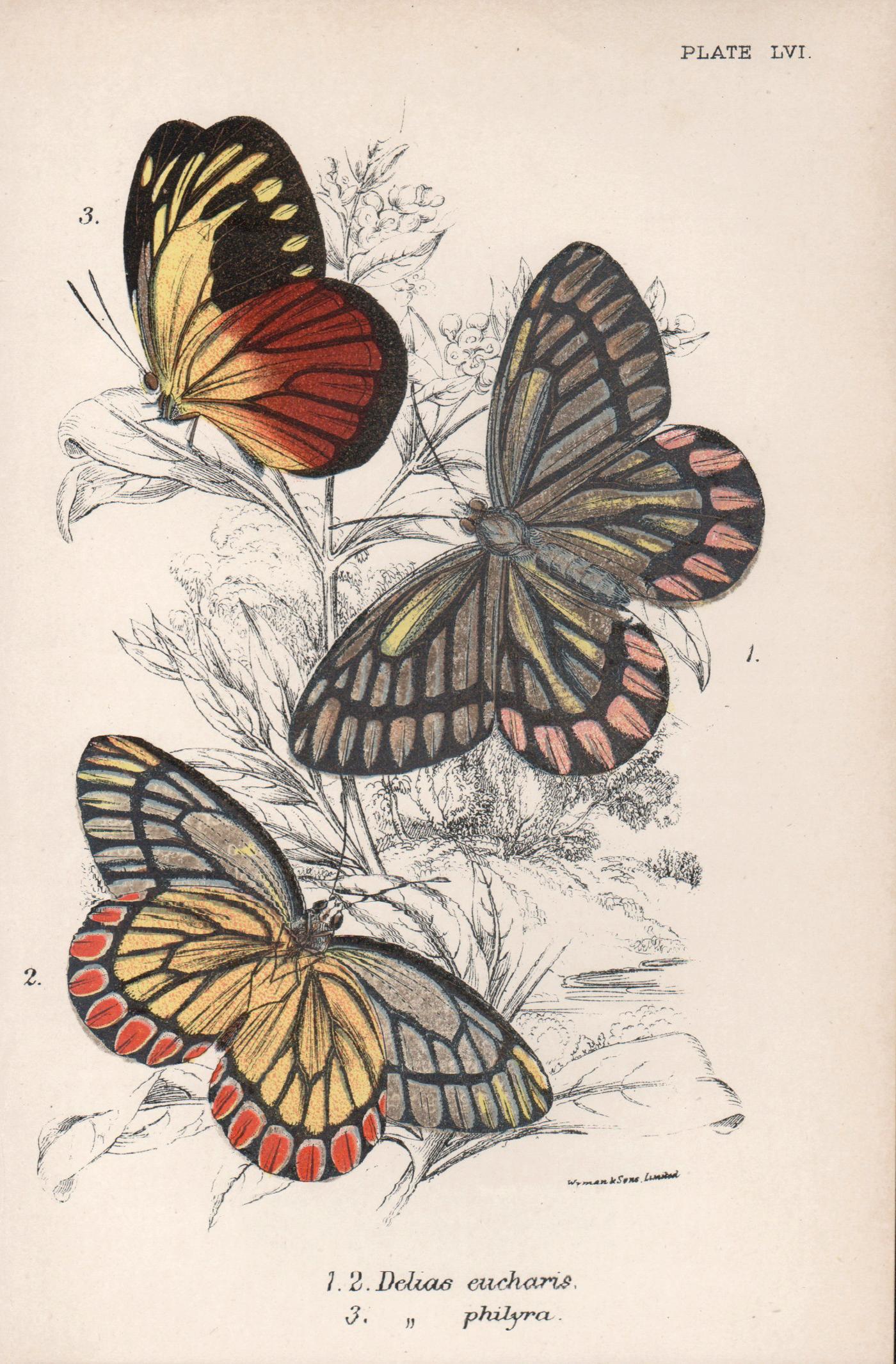 Butterflies, late 19th century antique natural history colour lithograph