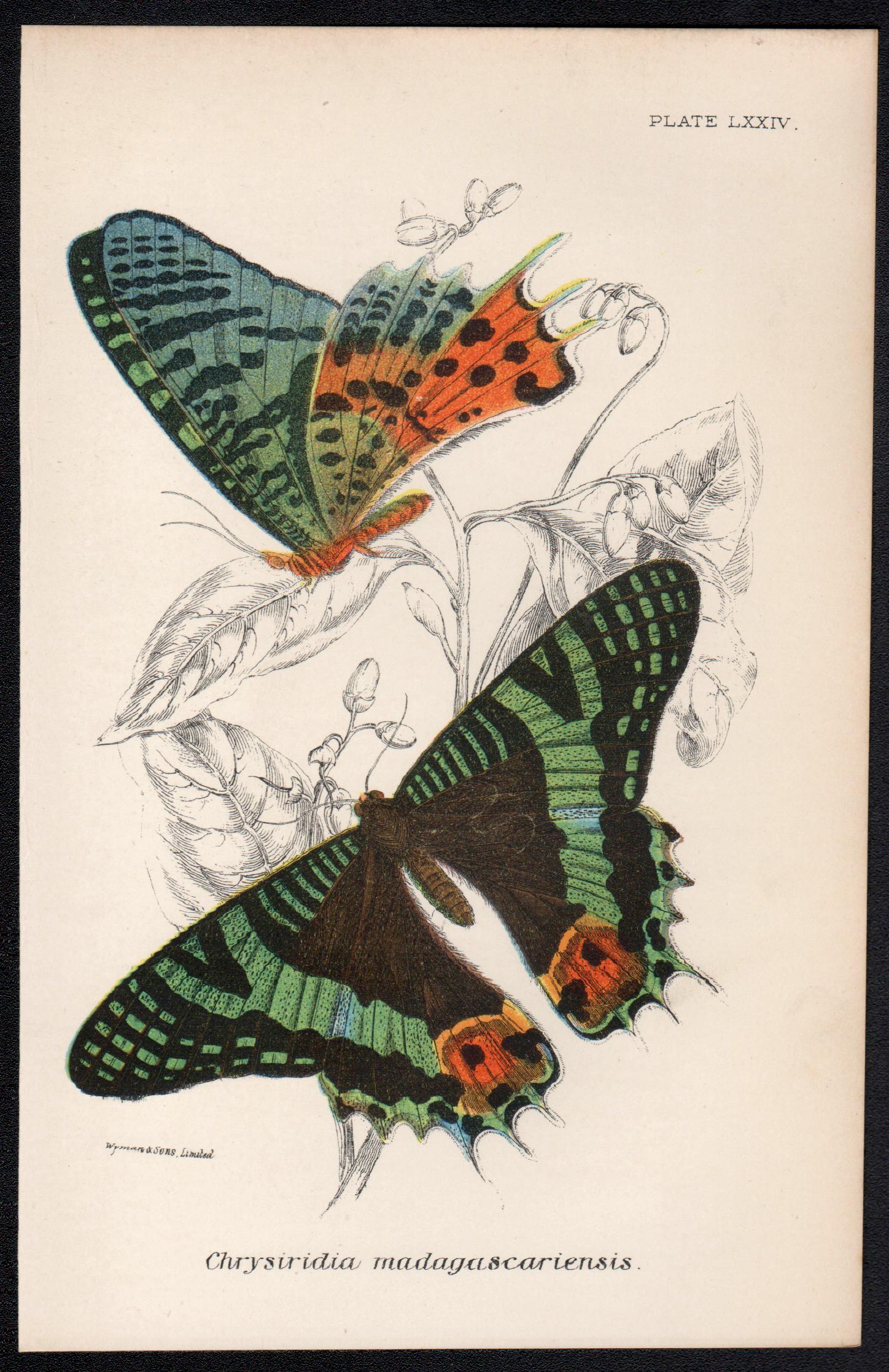 Butterflies, late 19th century antique natural history colour lithograph - Print by William Peck